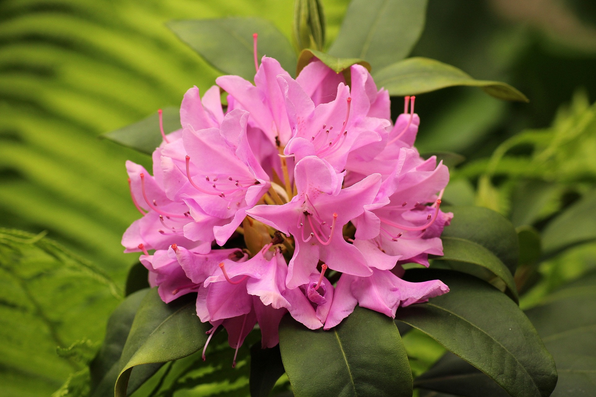  SBRH002 Pink Rhododendron Flowering Shrub in 1.0 -Gallon Pot 1.0 -Pack with Pink Blooms