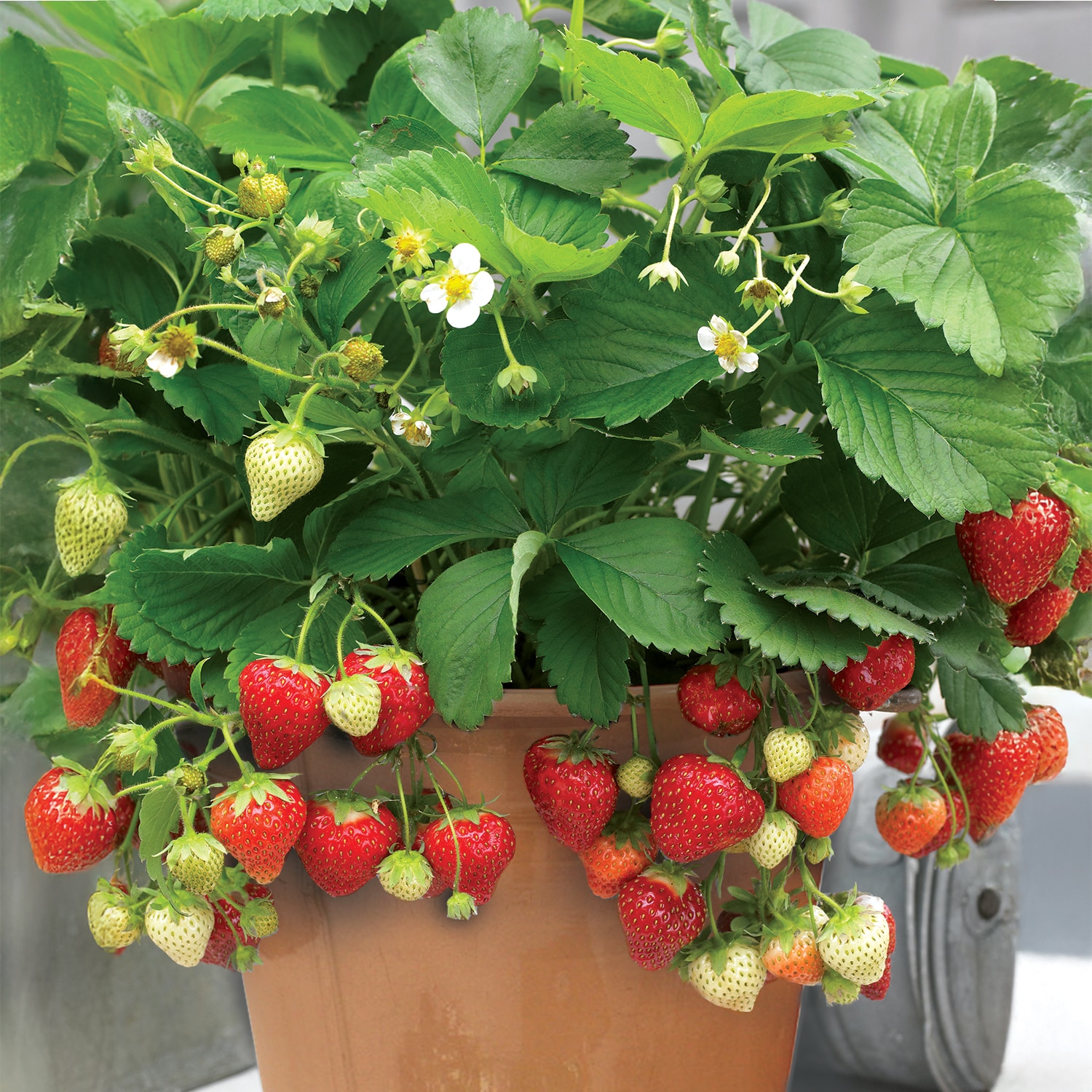Van Zyverden 84642 10 -Pack Strawberry Plant in Bareroot Summer
