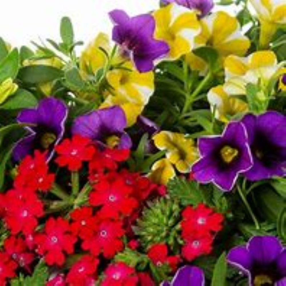 Proven Winner NURSERY annuals - View #2