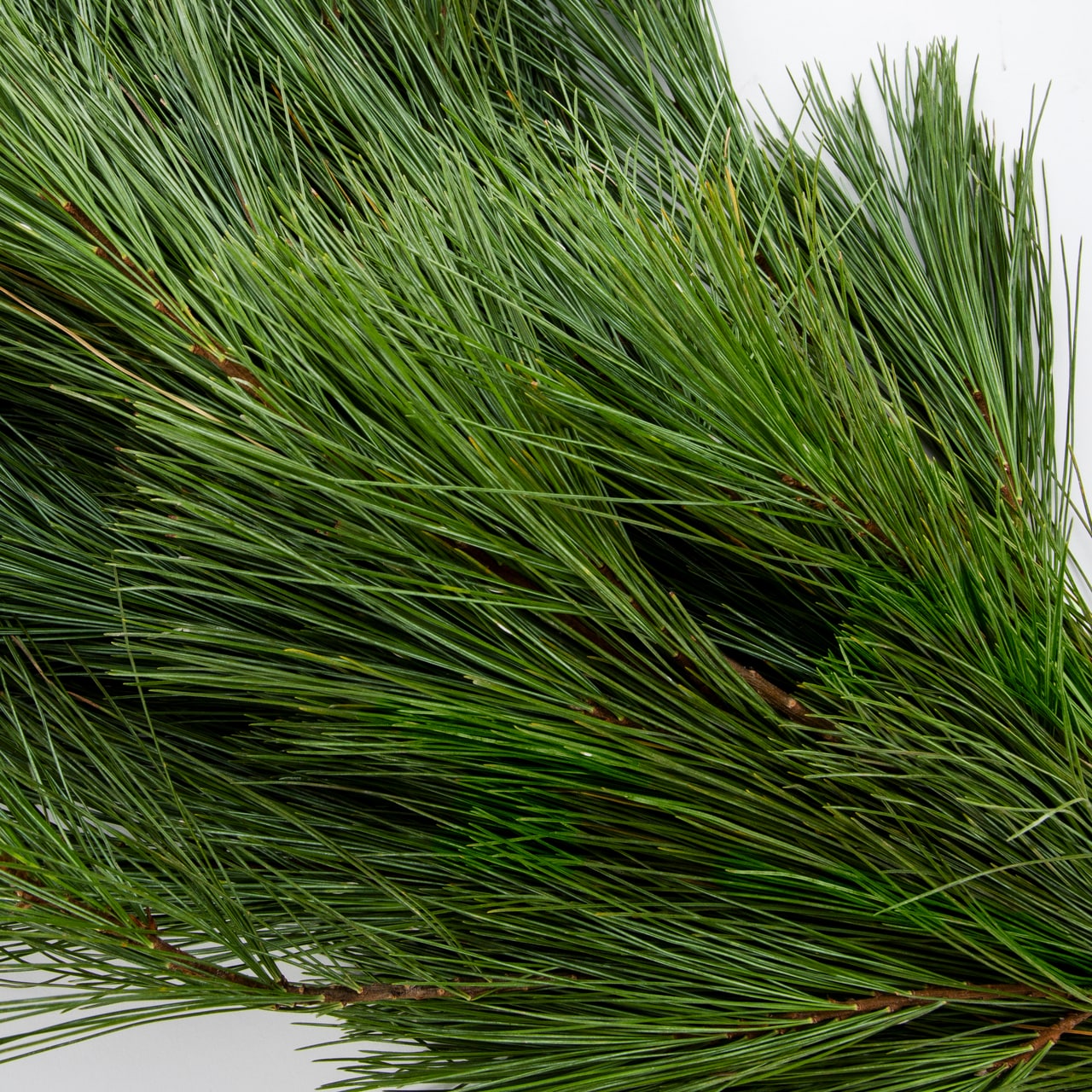 Metrolina Greenhouses 5331 Fresh-Cut-Christmas-Decorations - View #2