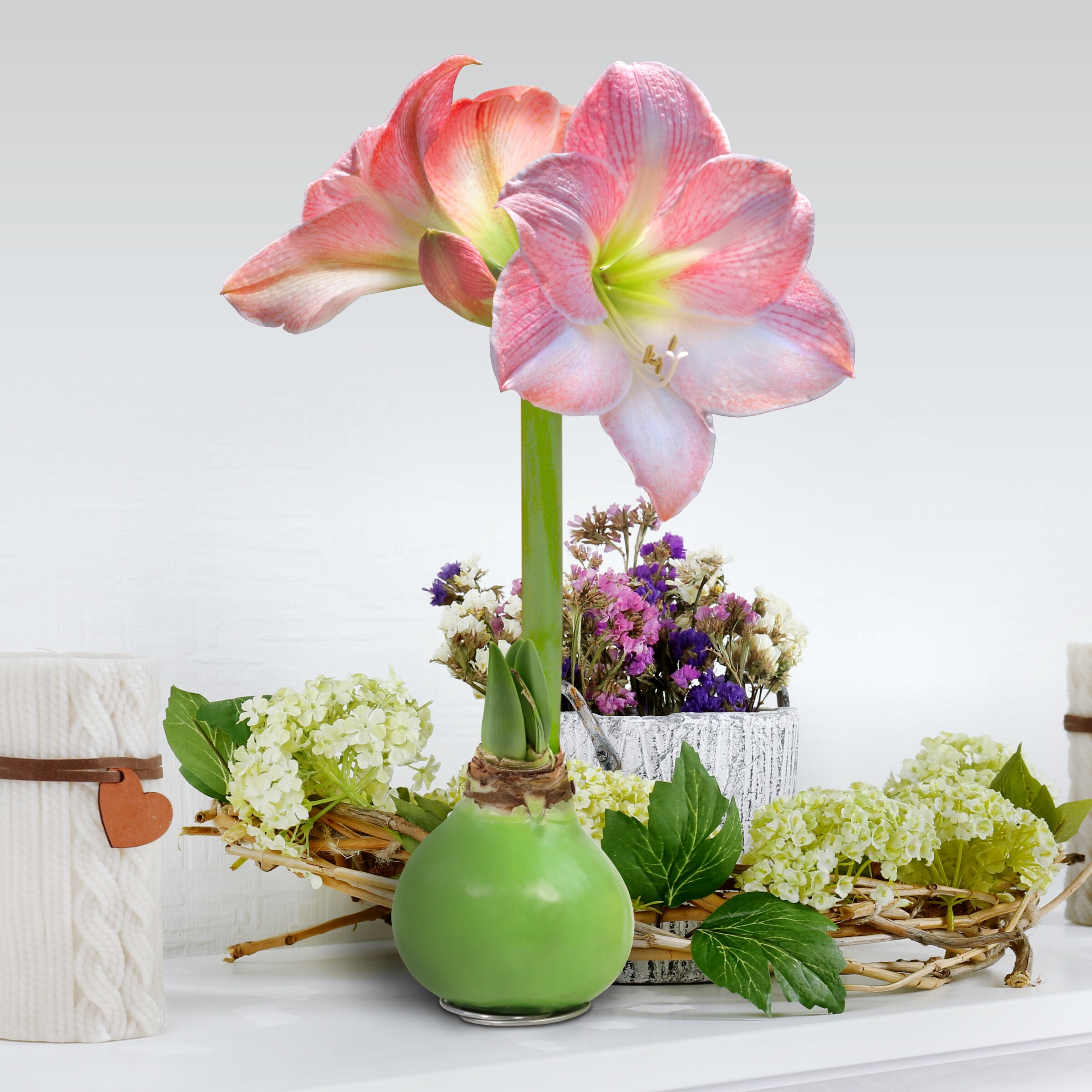 National Plant Network LW1629 Plant-Bulbs - View #2