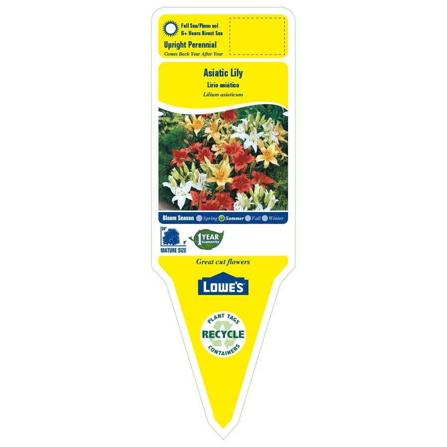 Lowe's 6354217 perennials - View #5