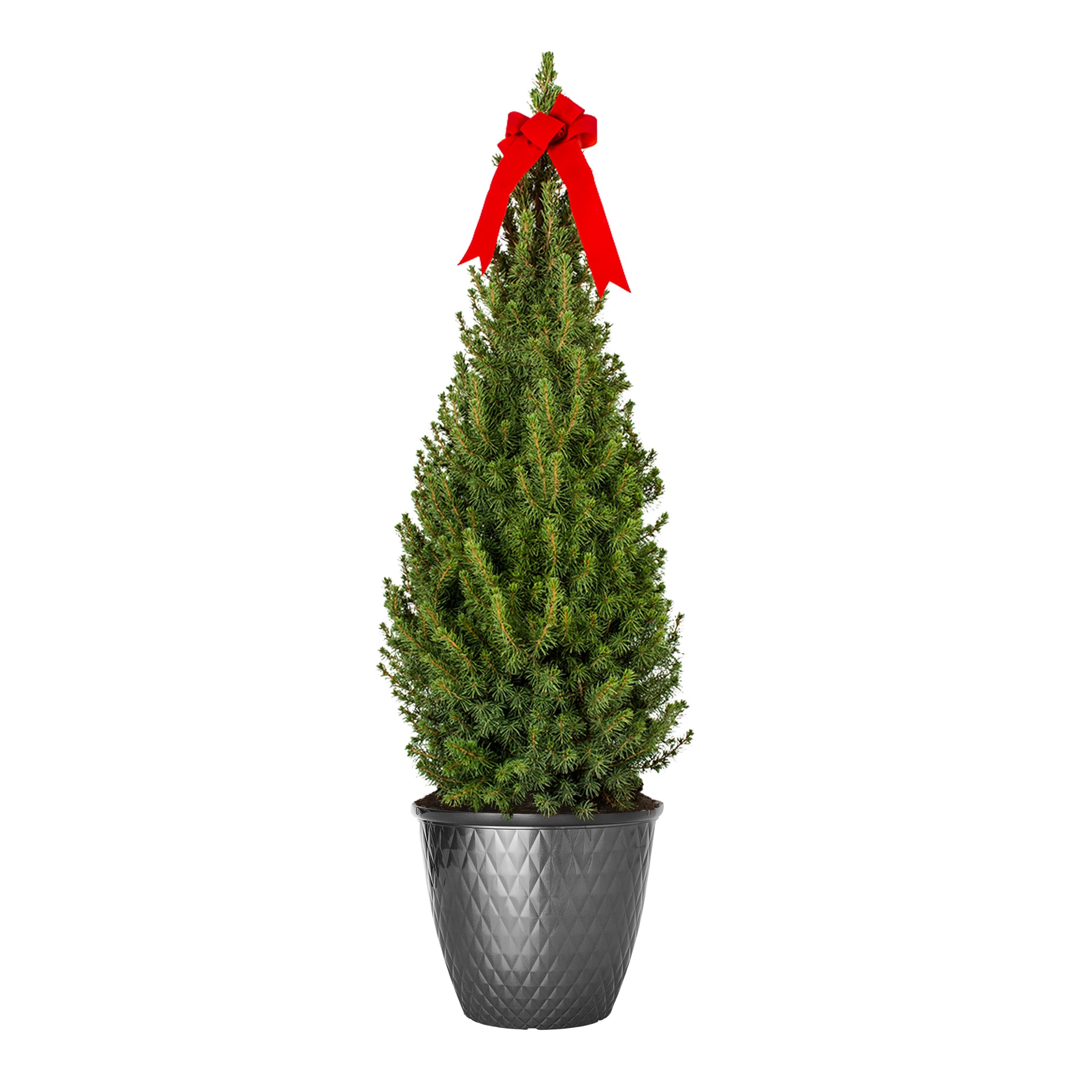 Lowe's 961650 Alberta Spruce Screening Shrub in 2 -Gallon Planter 1 -Pack