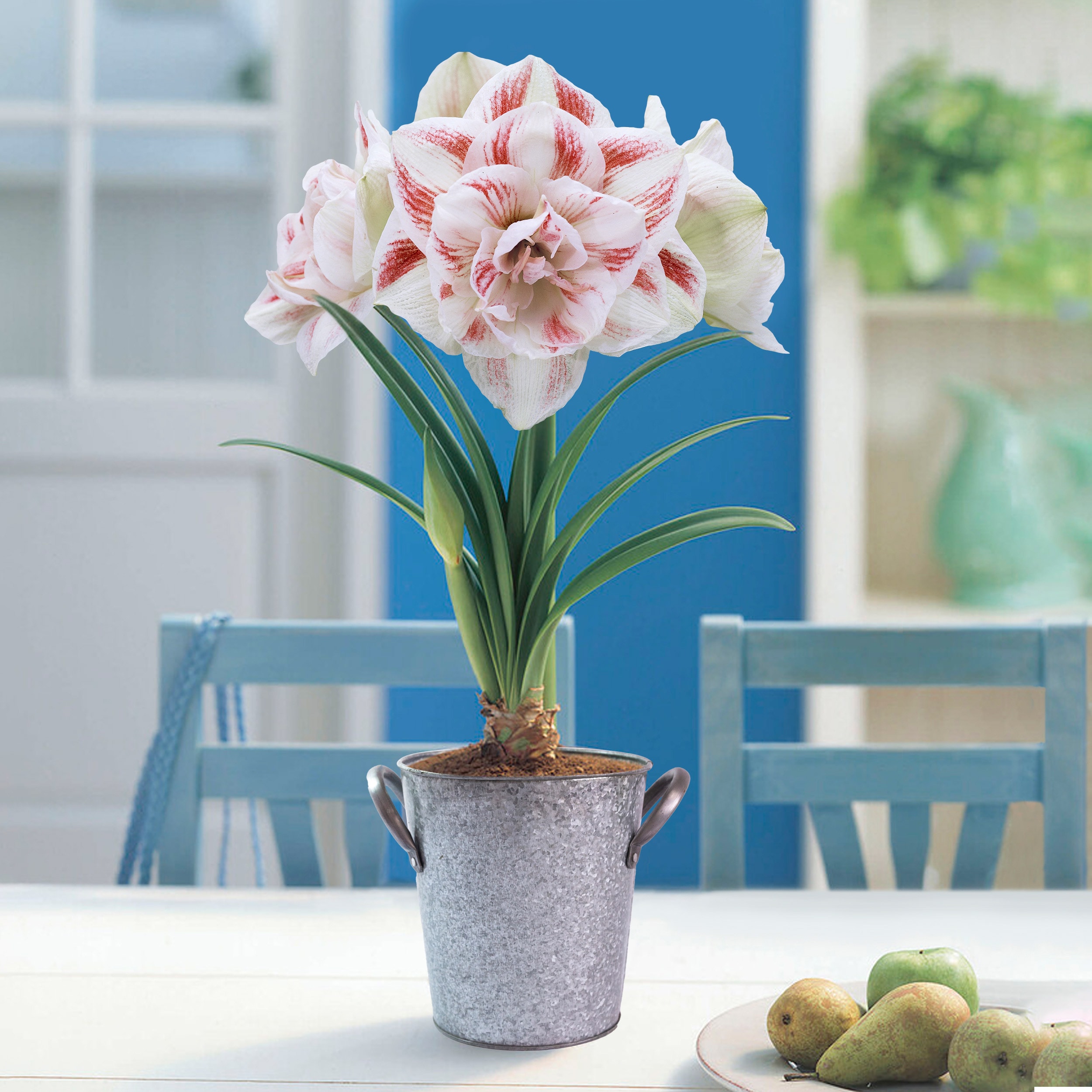 Garden State Bulb ECH-23-01-01 Plant-Bulbs - View #10