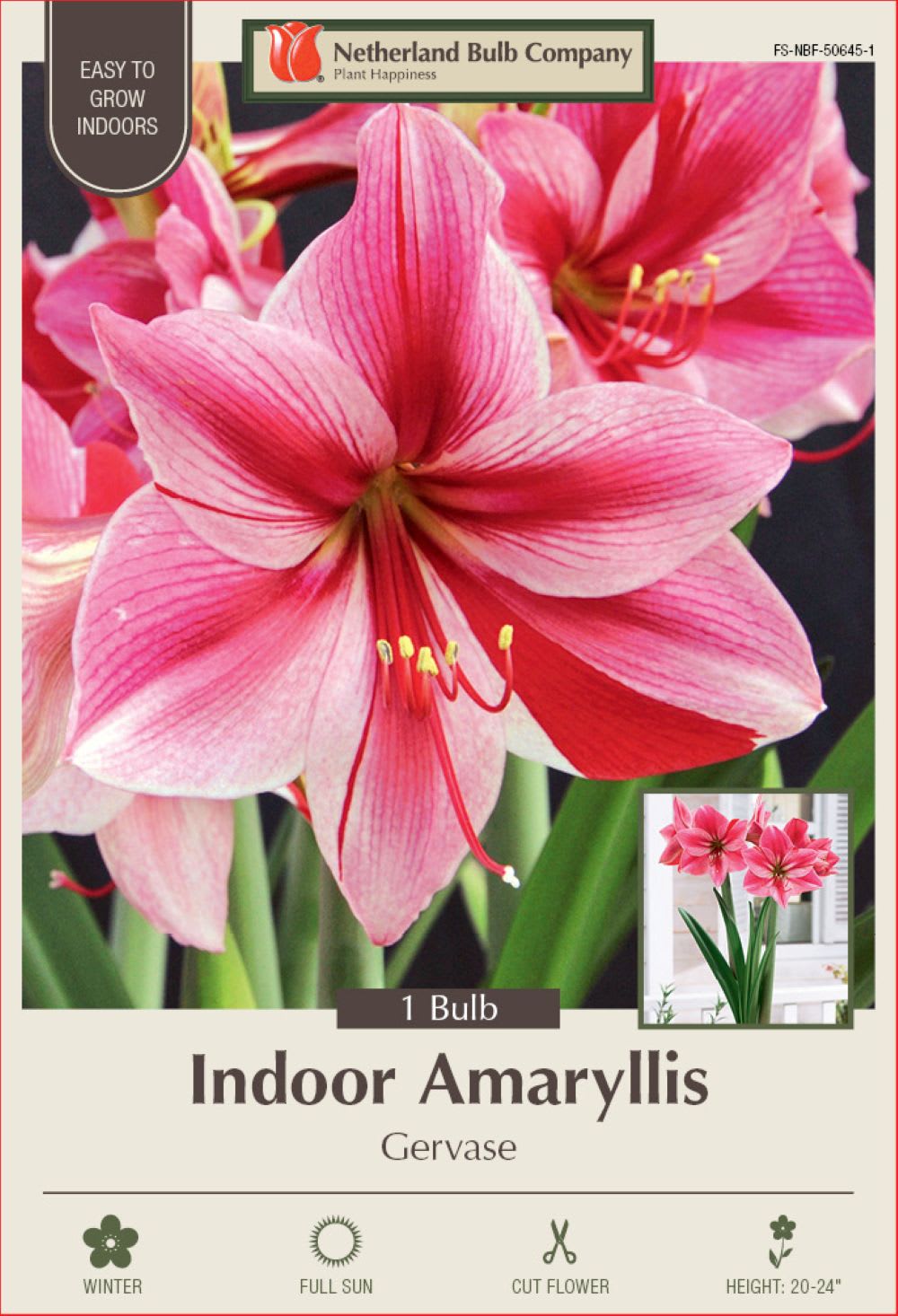Hirt's Gardens 840344231179 Gervase Giant Dutch Amaryllis - Large Bulb 30/32cm - One Bulb