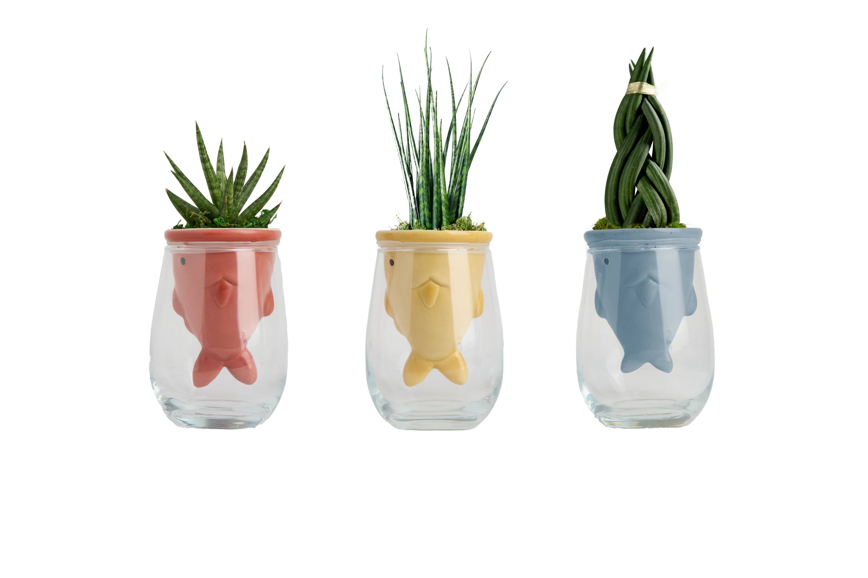 LiveTrends ASB08111 Daily Catch House plant in 12 Ounce(s) Pot 1 -Pack