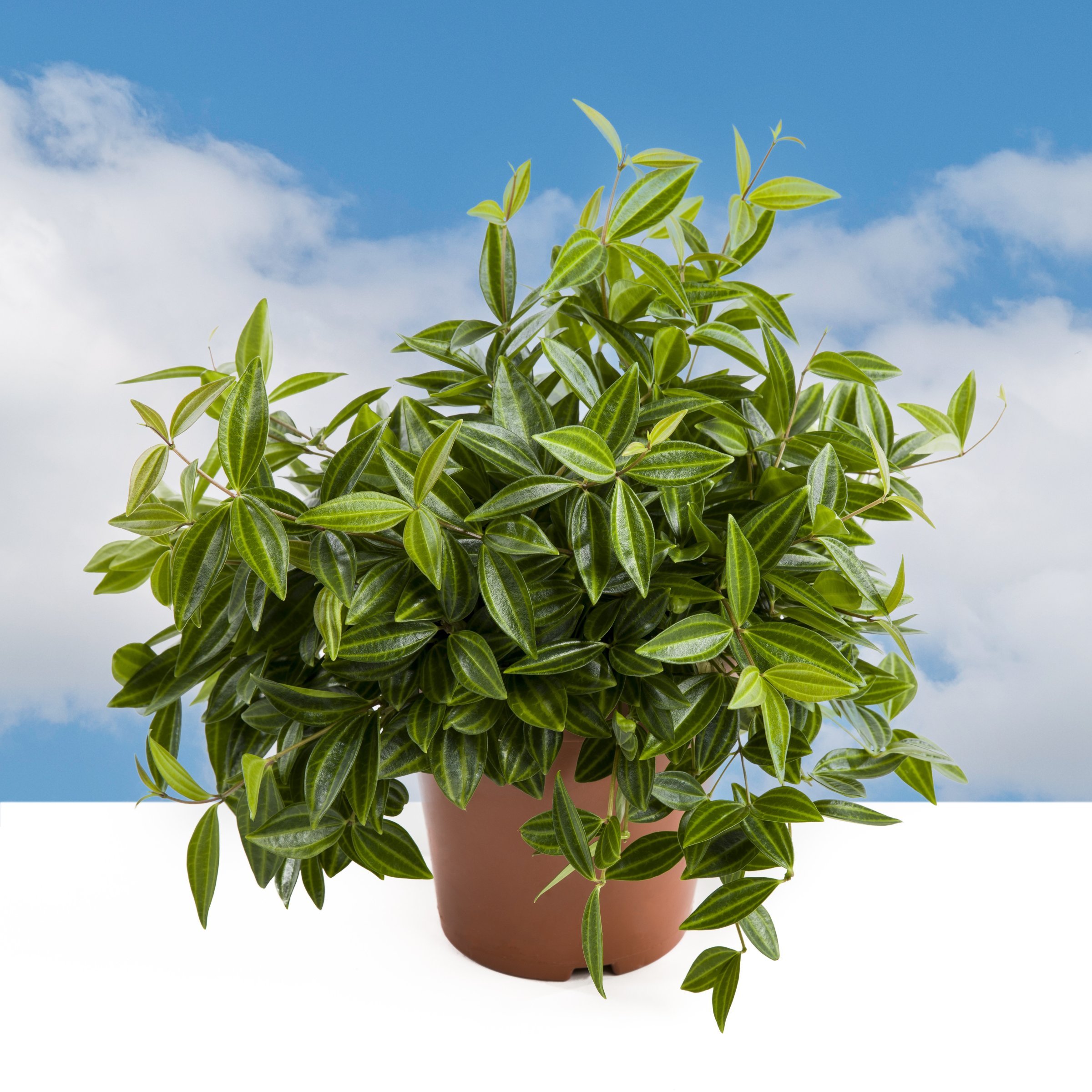 National Plant Network LW2456 hseplants - View #9