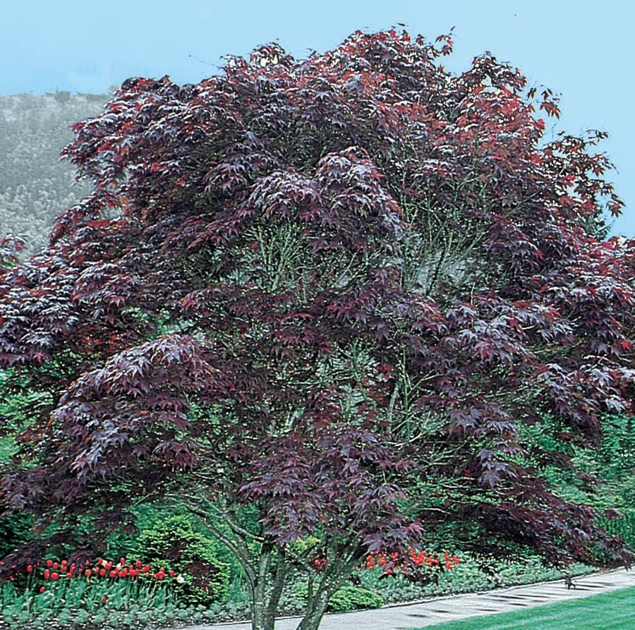  NURSERY 12.7-Gallon Red Feature Tree Bloodgood Japanese Maple In Pot (With Soil)