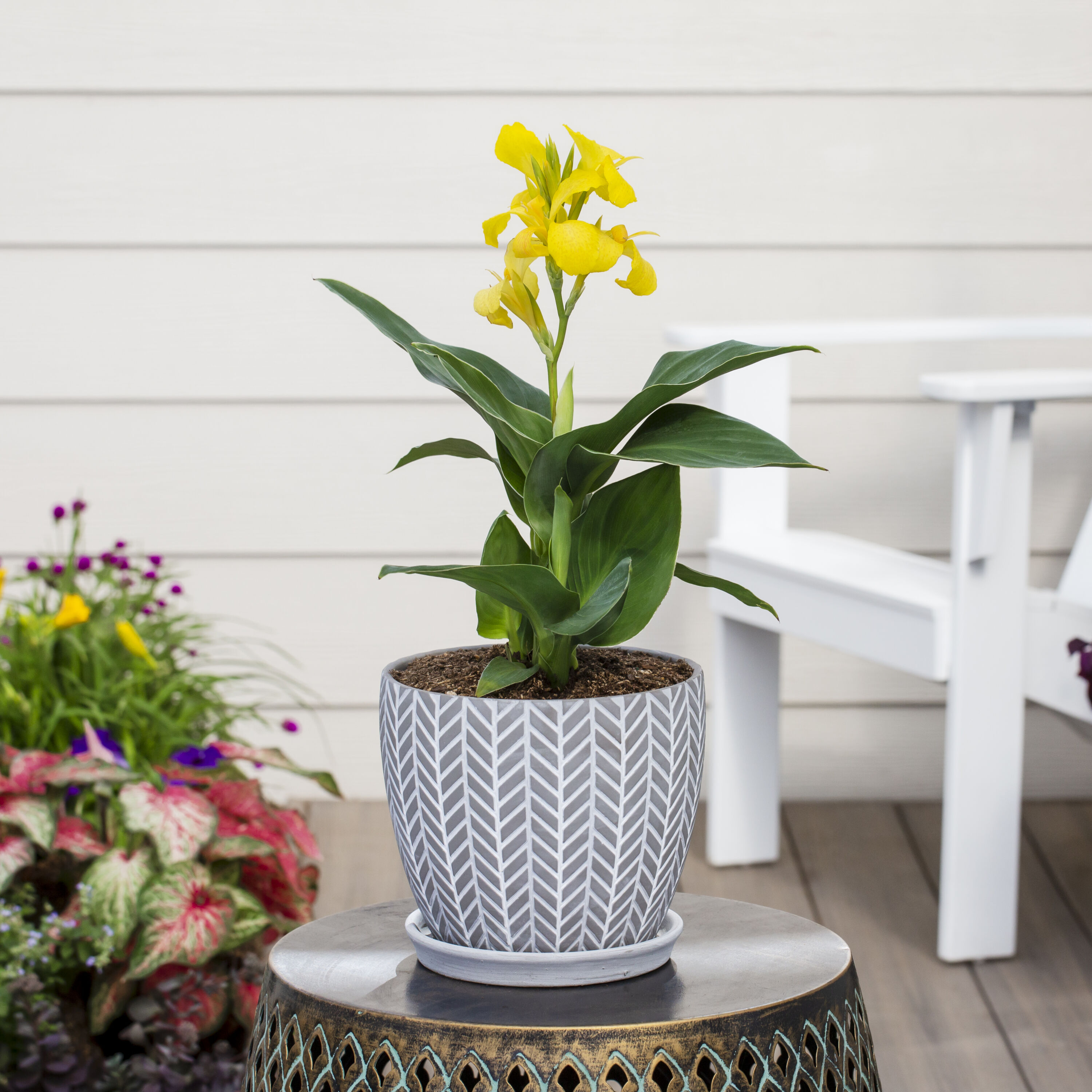Monrovia 79153 perennials - View #4