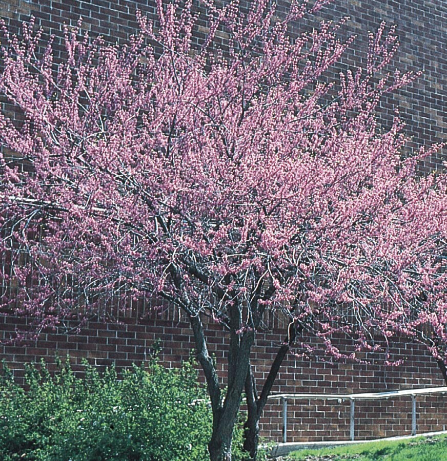 Lowe's 3.58-Gallon Pomegranate Tree (L7402) - Upright Deciduous Tree with  Showy Red Flowers - Full Sun - Medium Growth Rate in the Fruit Plants  department at