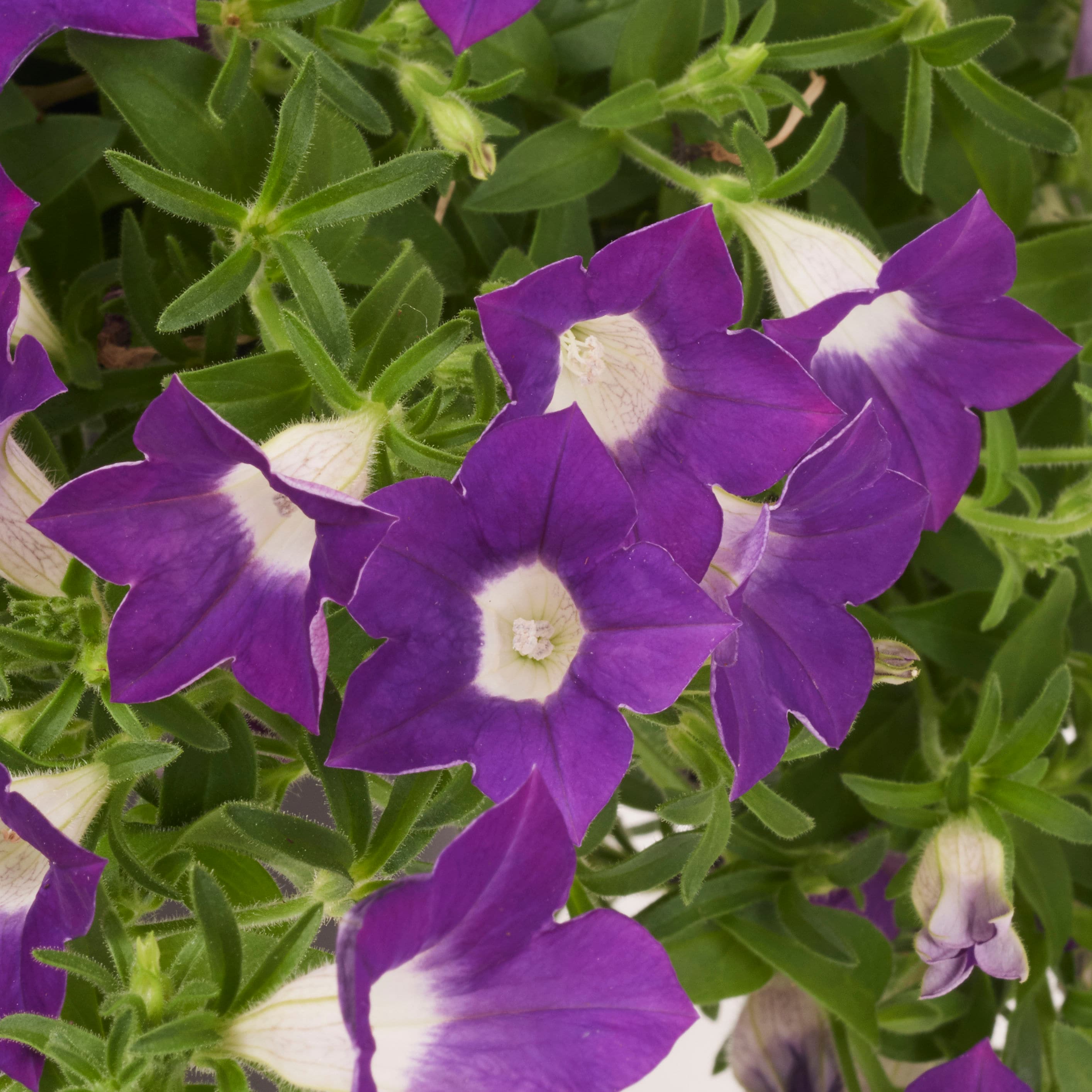 Lowe's NURSERY annuals - View #16