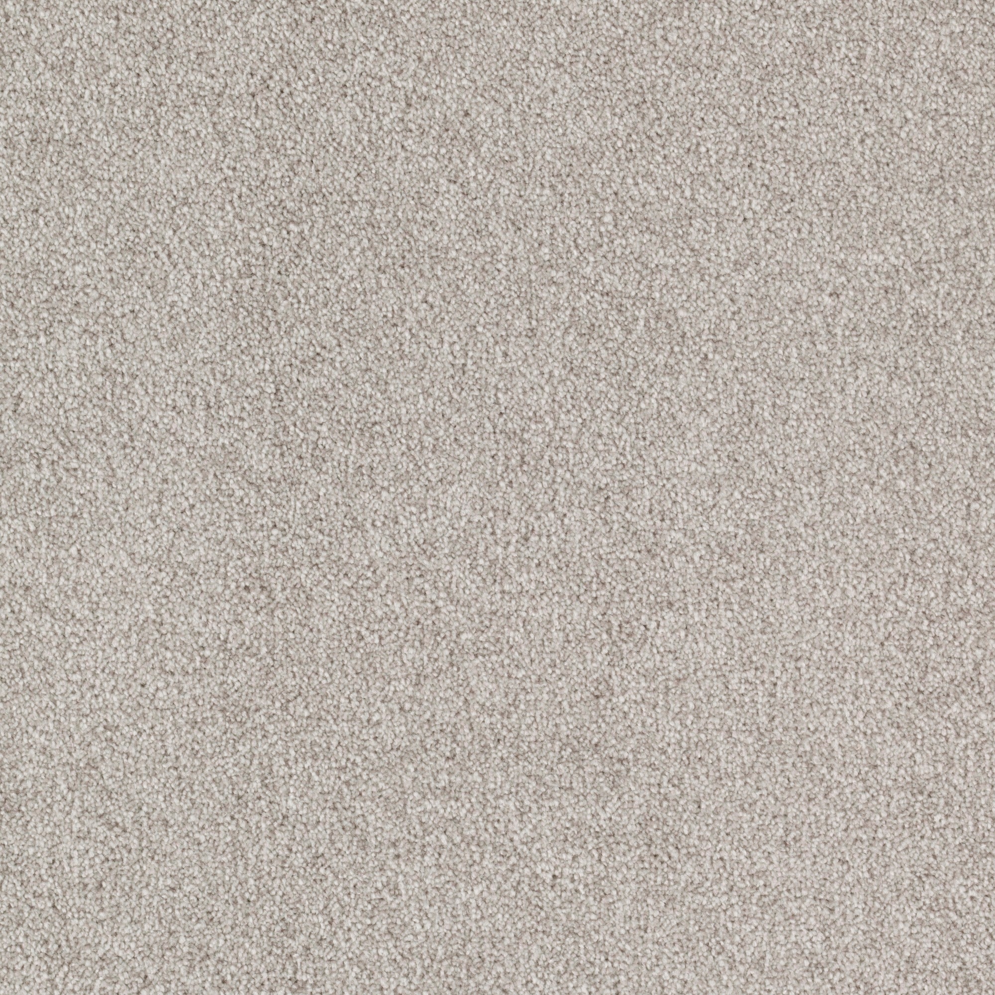 STAINMASTER (Sample) Durable Step I Rain Dance Textured Carpet in the ...