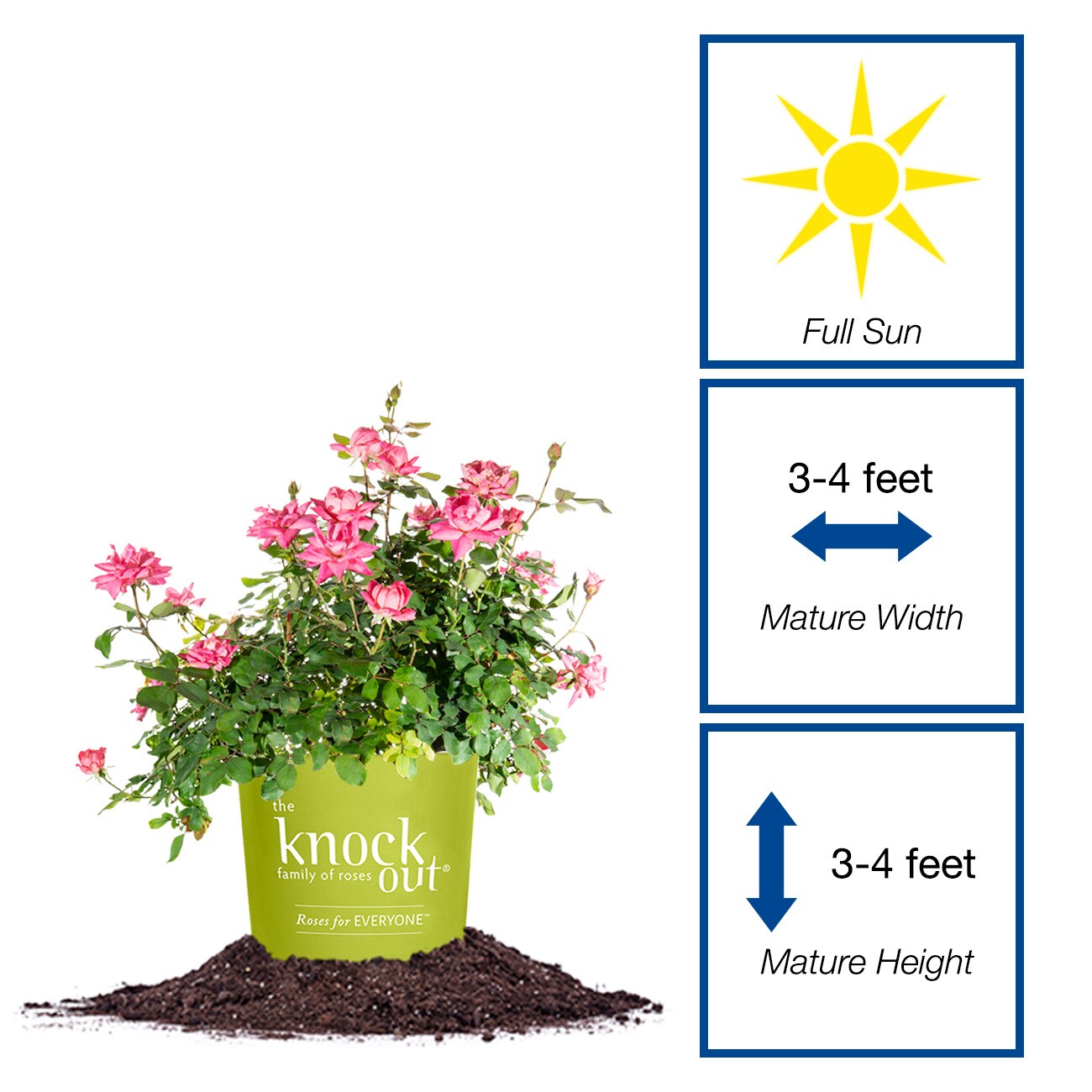 Perfect Plants LODOUBLEPINKKOROSE1G roses - View #2