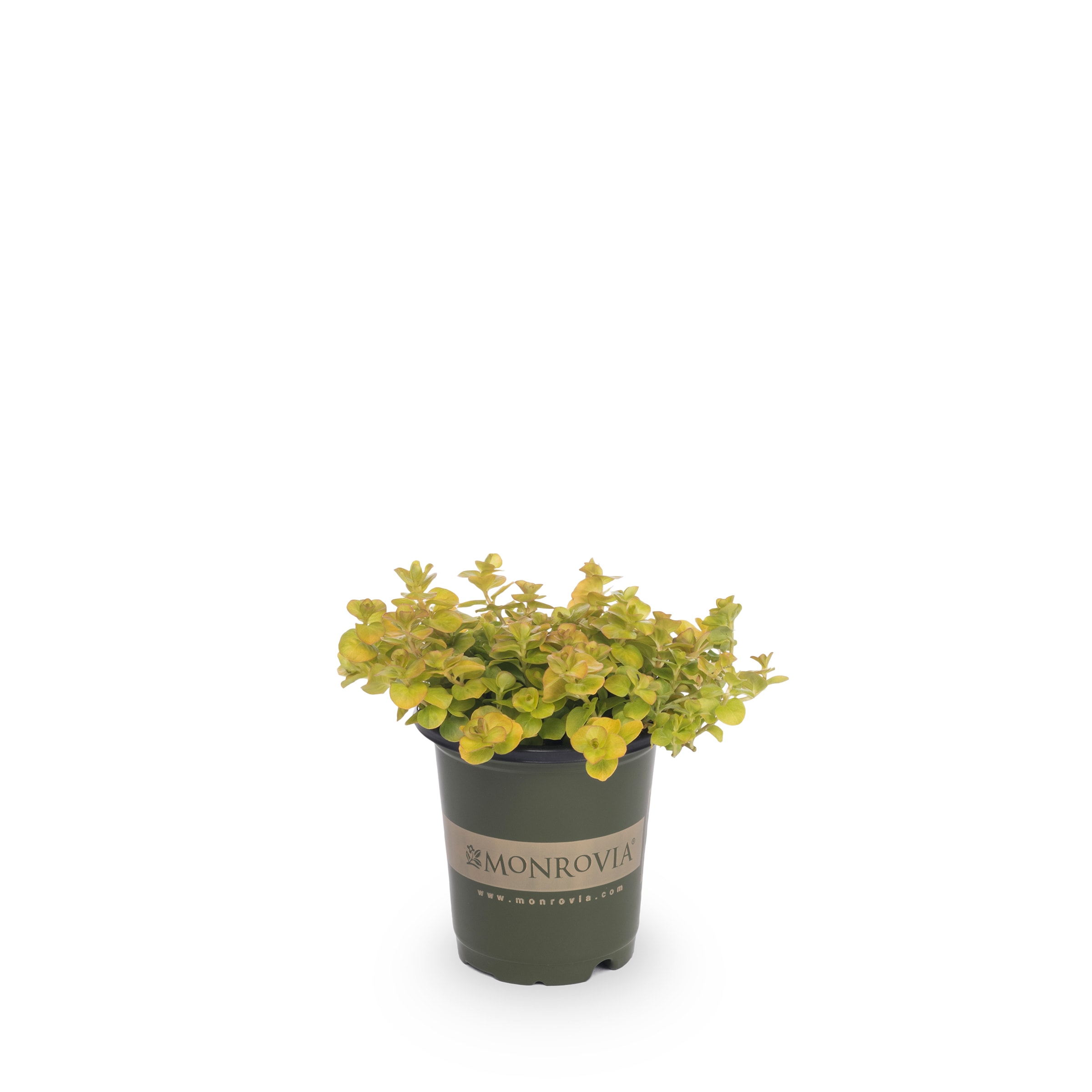 Monrovia NURSERY Yellow Lysimachia Creeping Jenny Plant in 1-Pint Pot