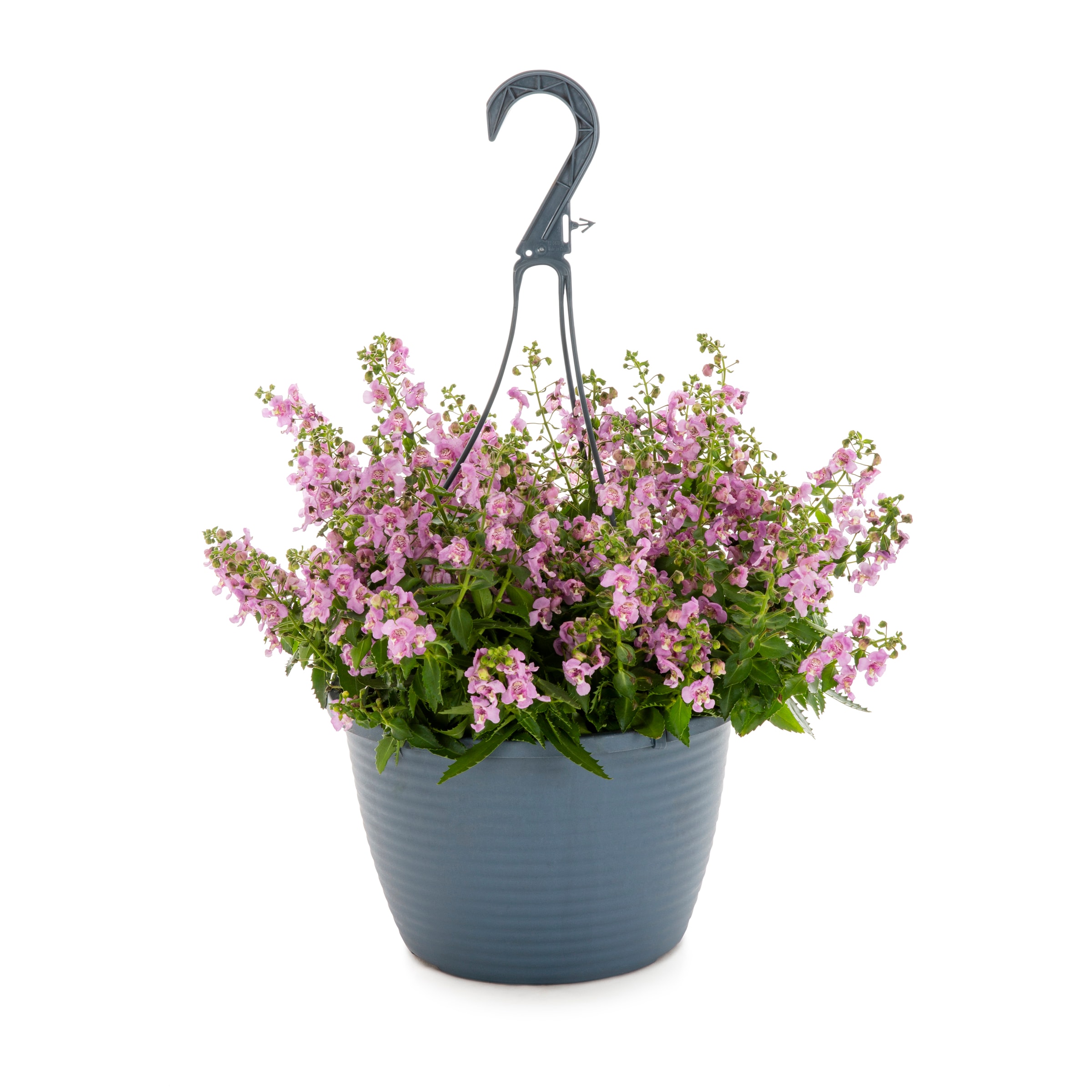 Lowe's NURSERY Multicolor Angelonia in 1.5 Gallon(s) Pot 1 -Pack