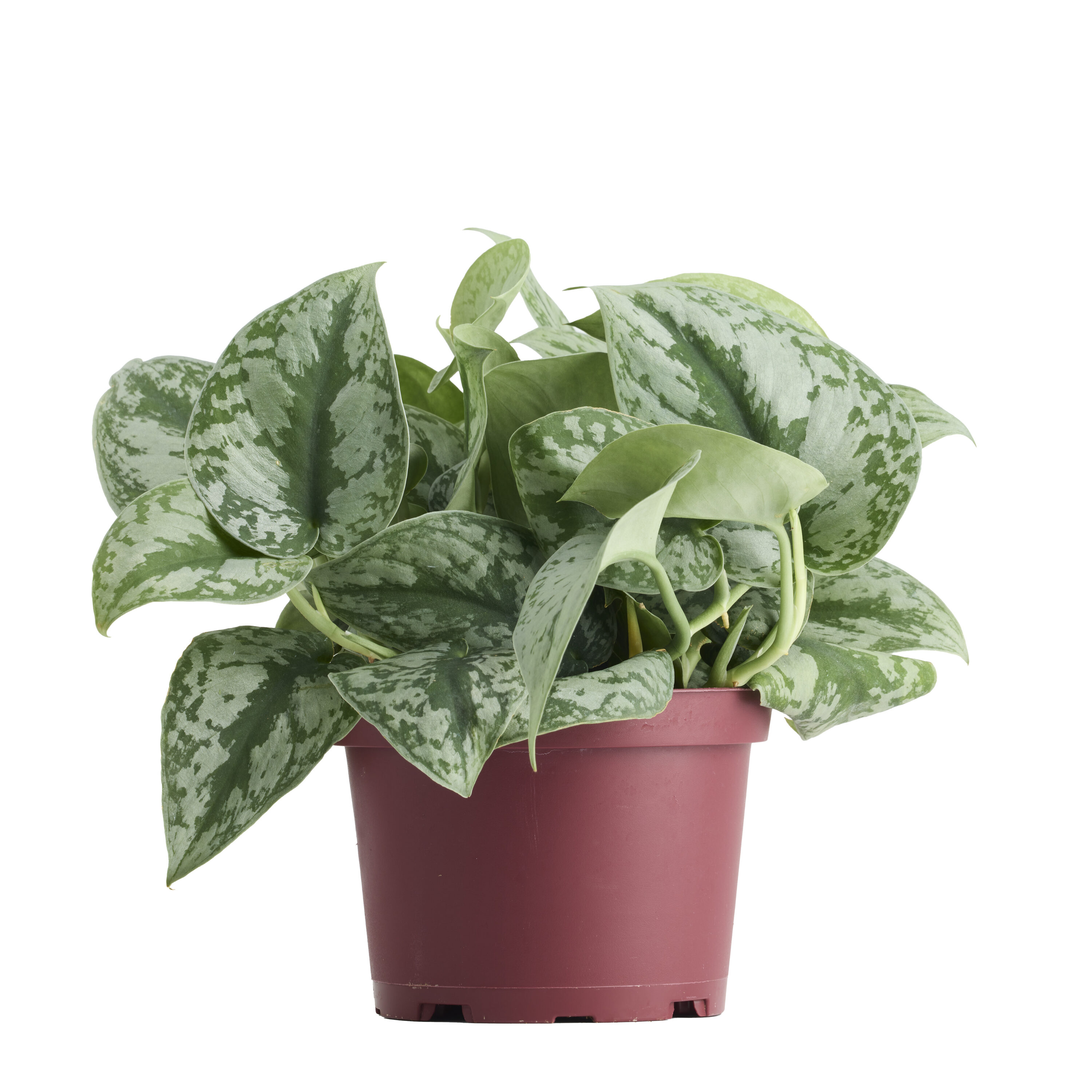 LiveTrends ASB08723 Scindapsus Trebi - Scindapsus pictus House plant in 6 Inch(es) Pot 1 -Pack