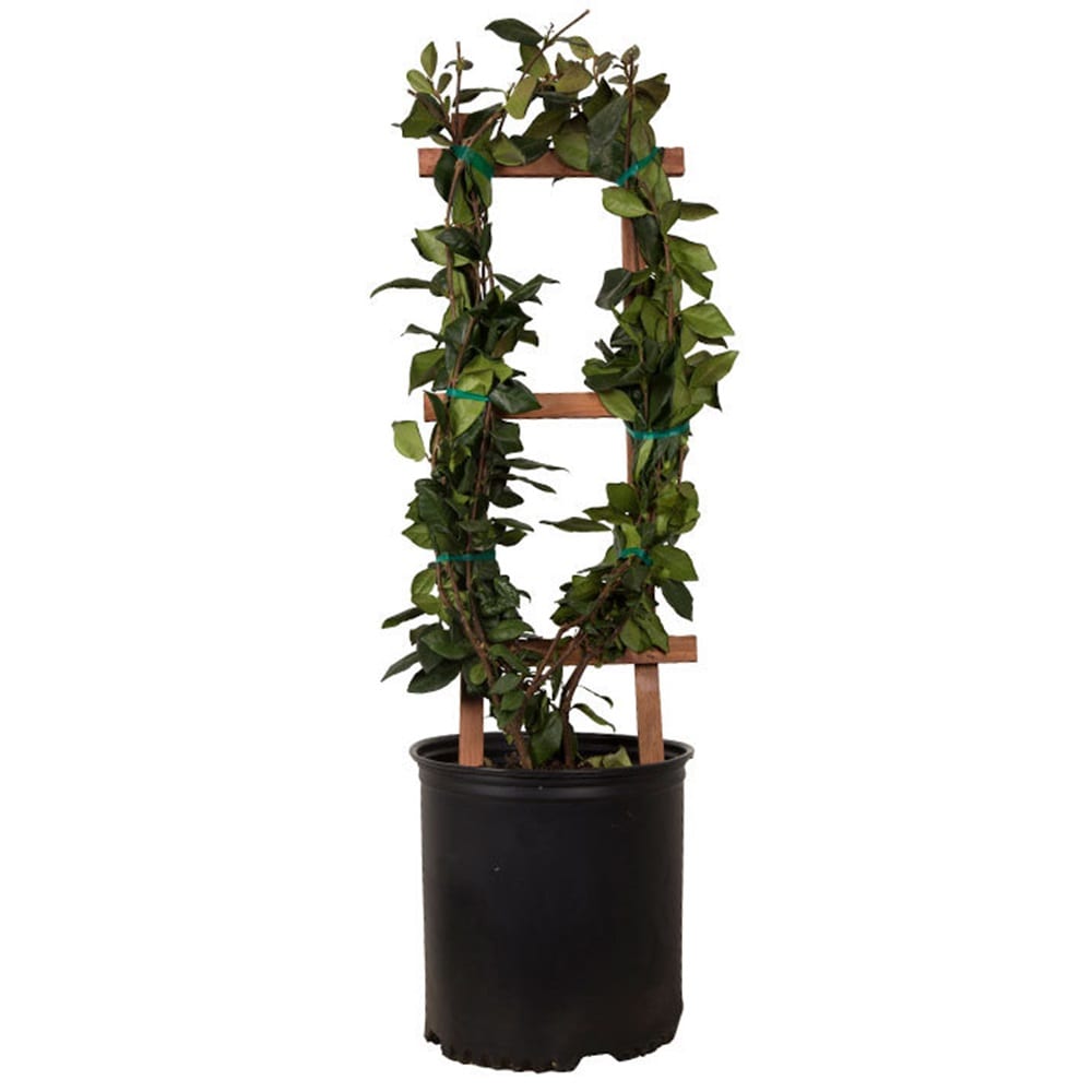 Flowerwood 52303FL-1 2.5 -Gallon Pot Confederate Large Leaf Jasmine