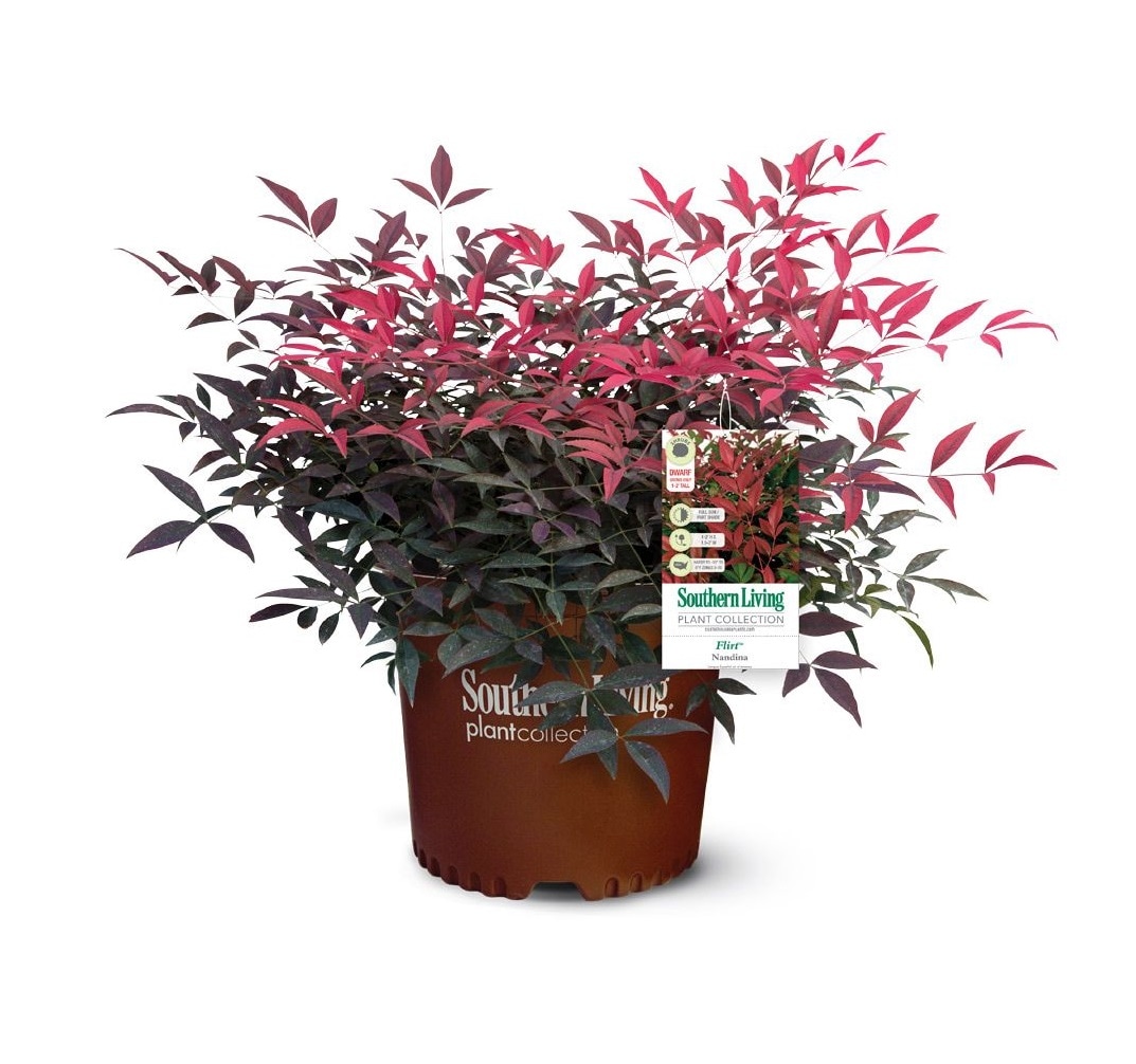 Southern Living - 2.5 -Quart Flirt Nandina Feature Shrub 1 -Pack