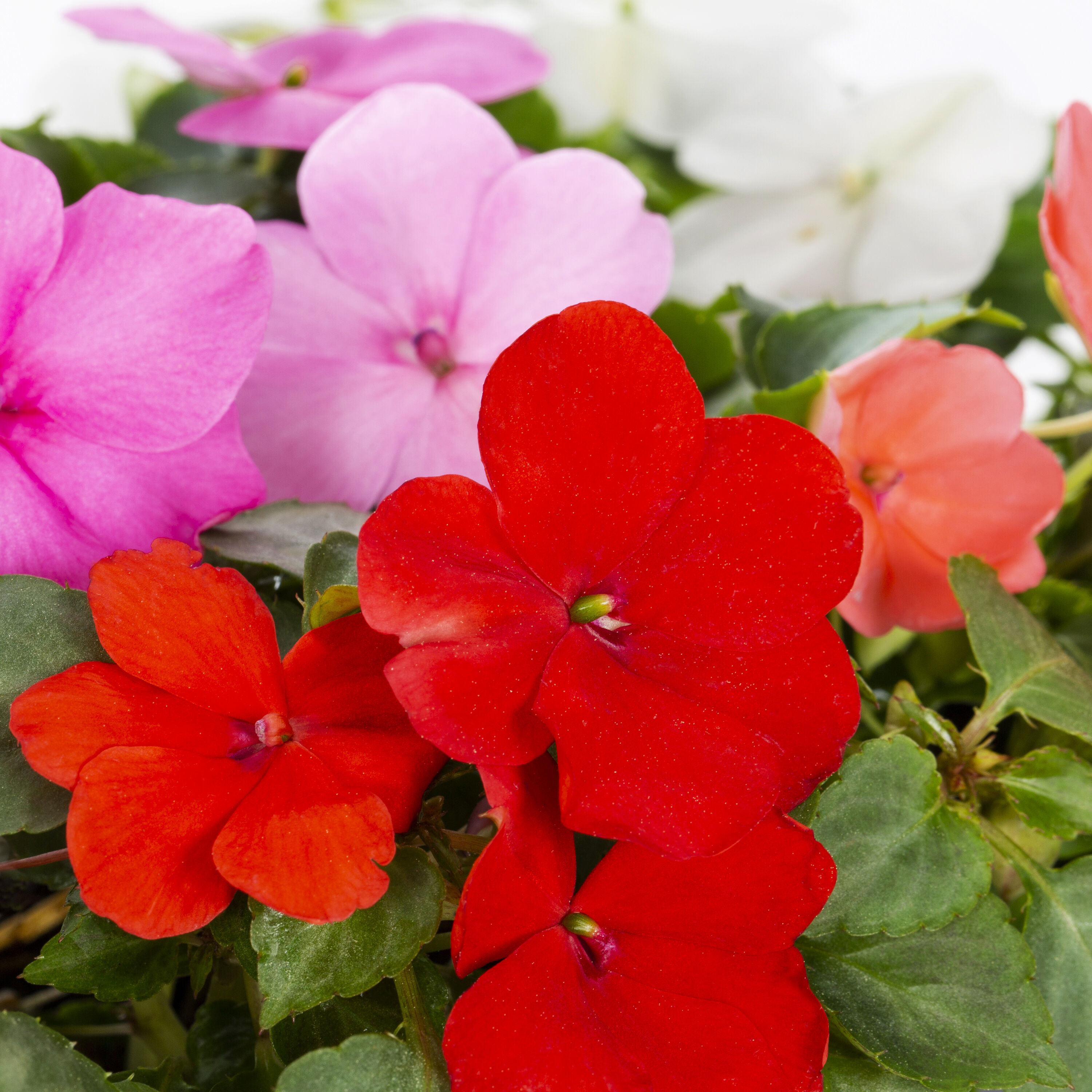 Lowe's NURSERY annuals - View #2
