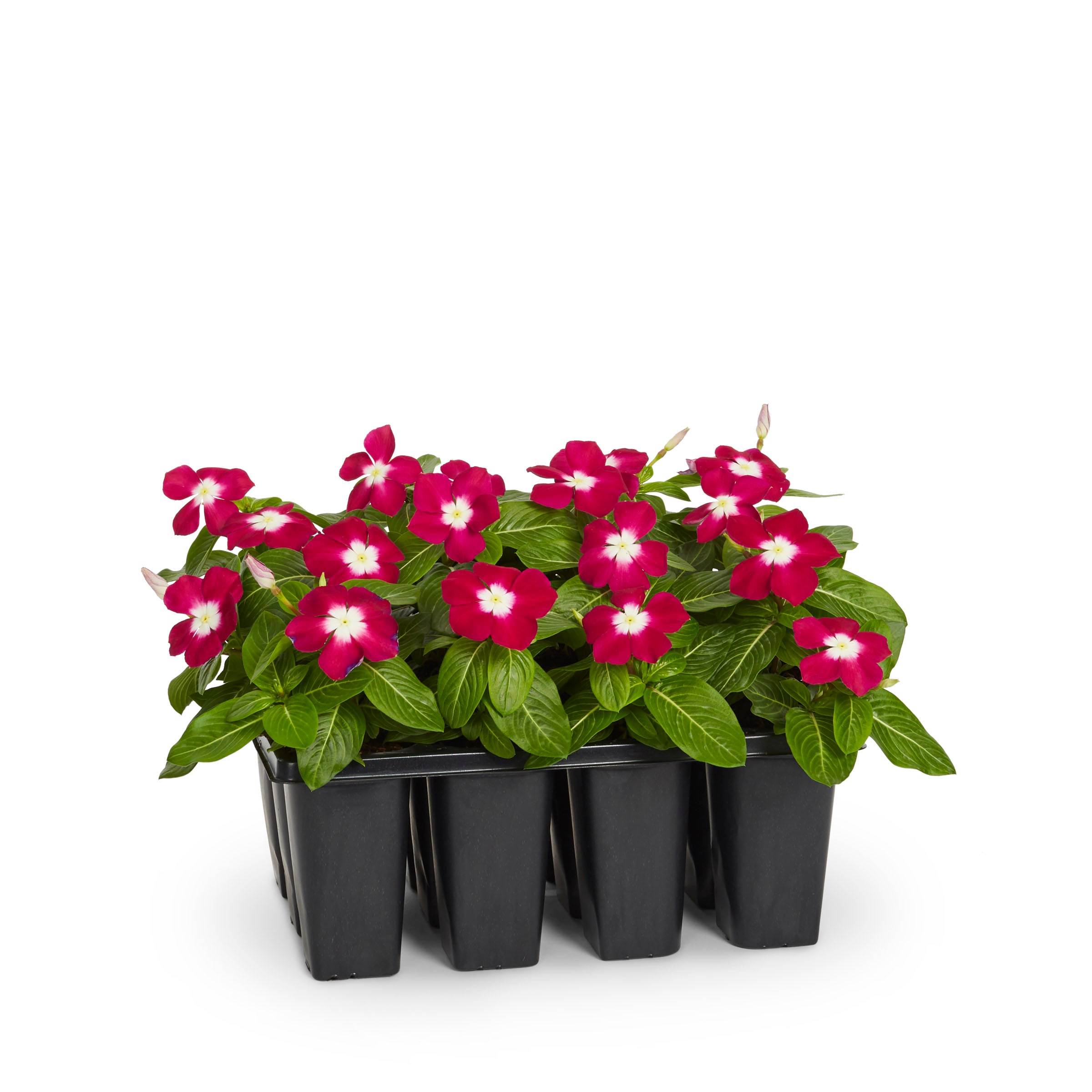 Lowe's Multicolor Vinca in 12-Pack Tray in the Annuals department at ...