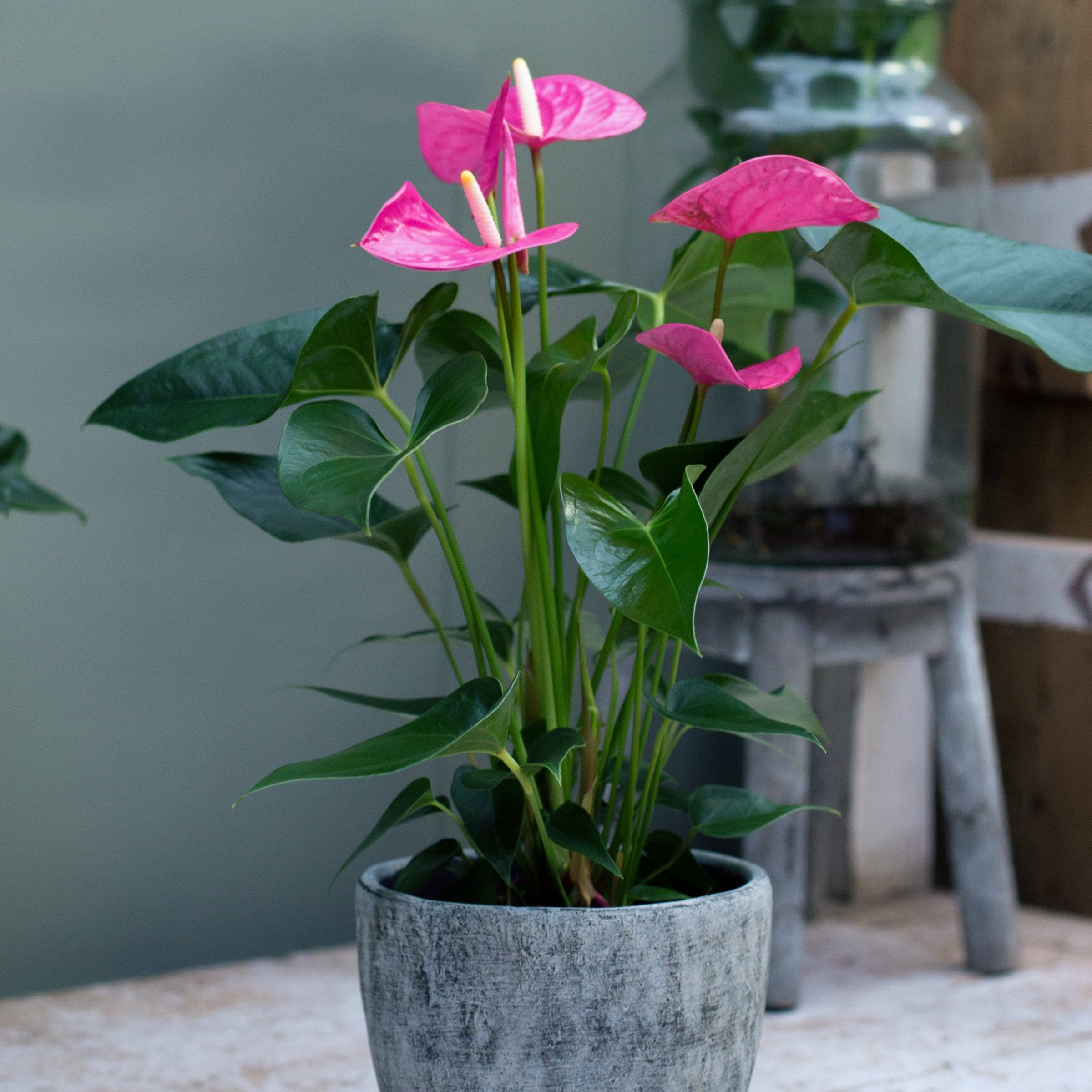 National Plant Network Purple Anthurium Baby Purple House plant in 6 Inch(es) Pot 1 -Pack