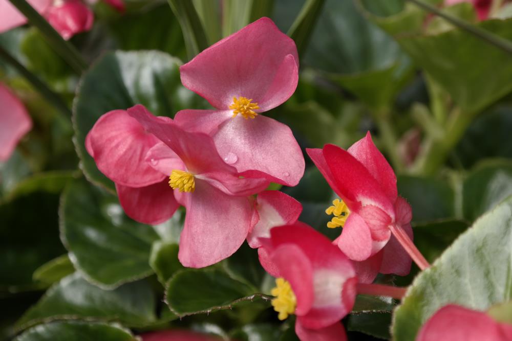 Begonia Annuals at 