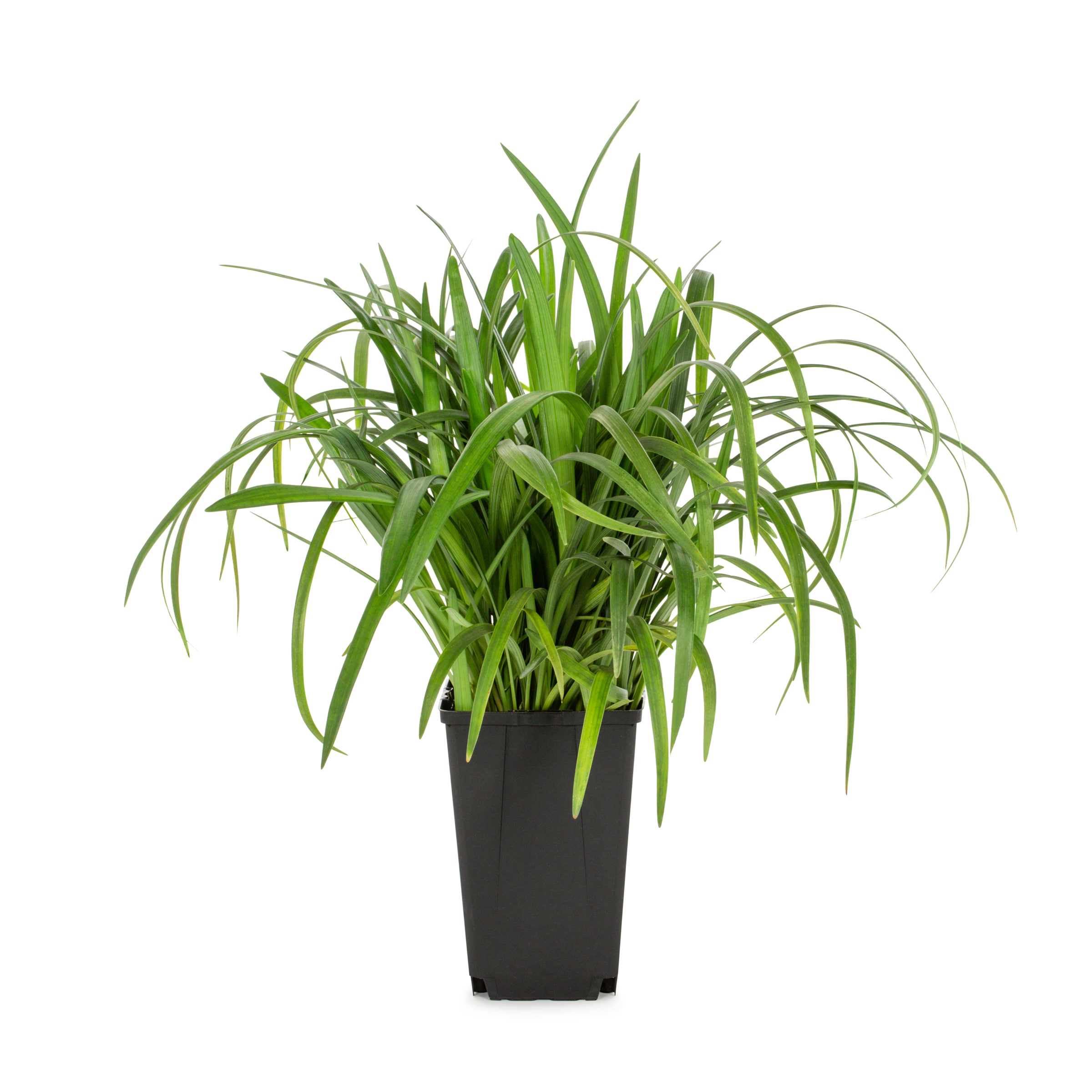 Lowe's 418270 Lavender Liriope Plant in 1.5 -Quart Pot 1.0 -Pack