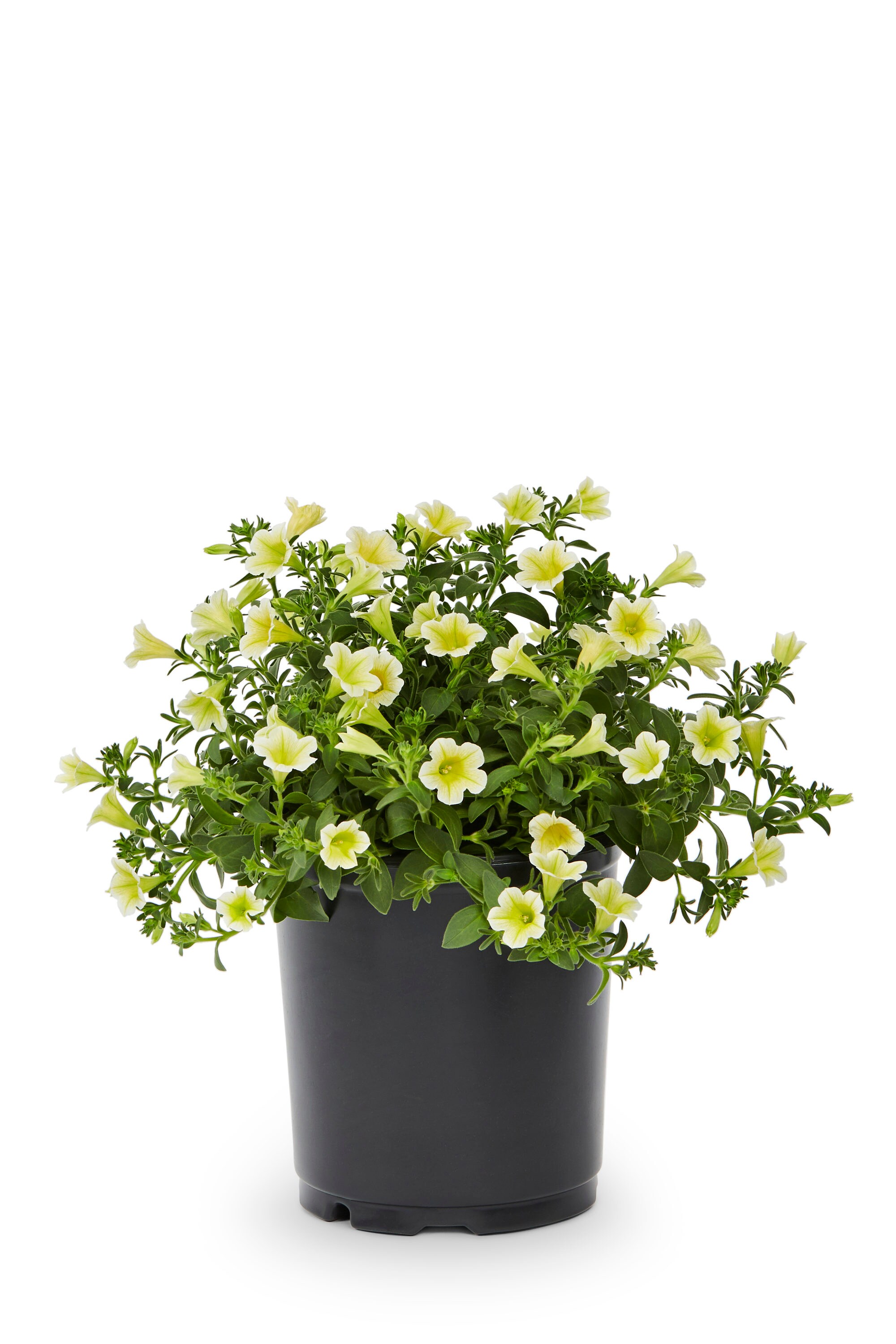 Lowe's NURSERY annuals - View #6