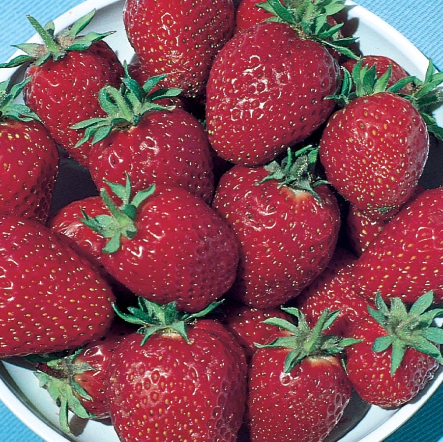 Lowe's NURSERY Strawberry Plant in Hanging Basket