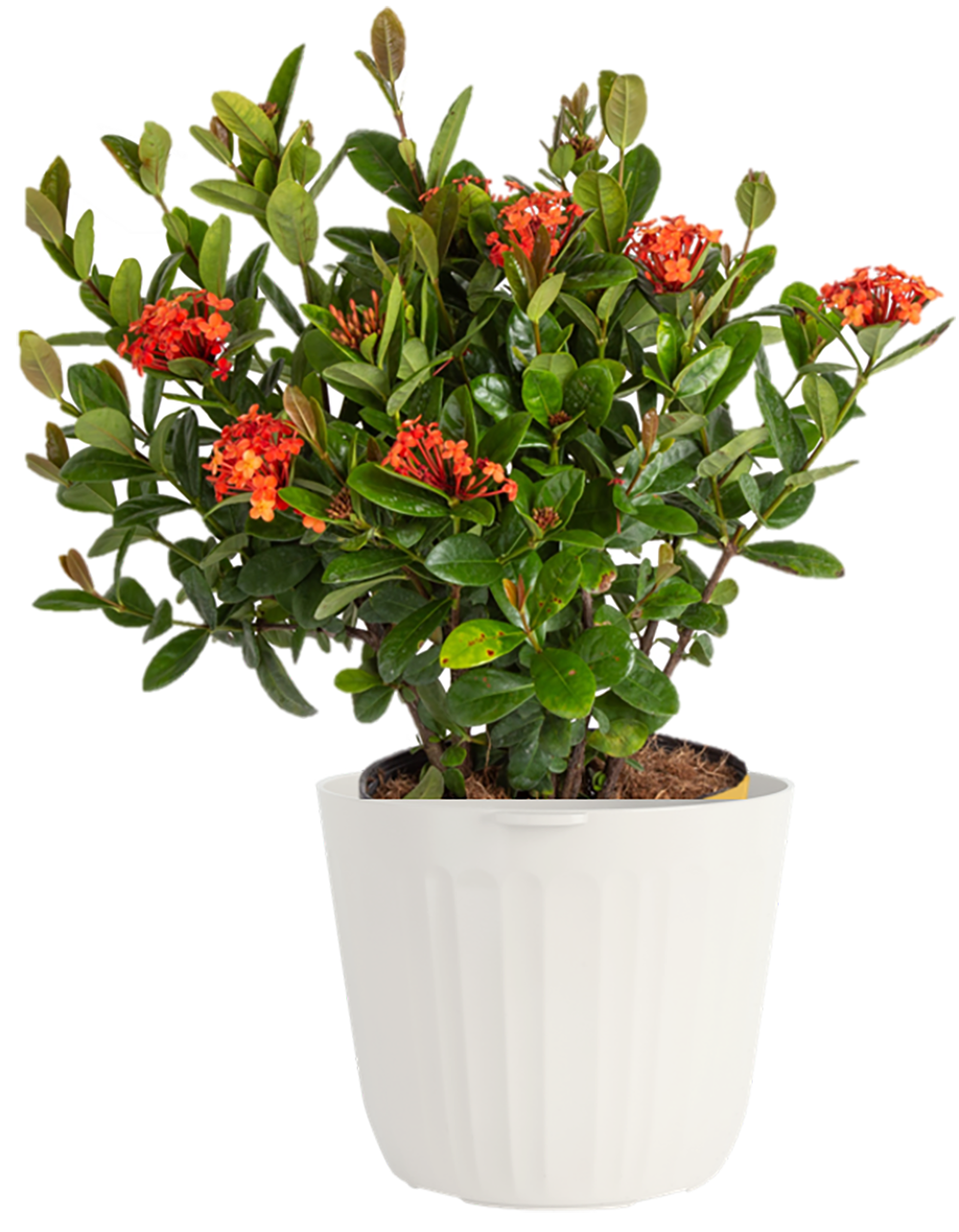 Lowe's 5337710 Ixora Flowering Shrub in 3 -Quart Pot 1 -Pack with Multicolor Blooms