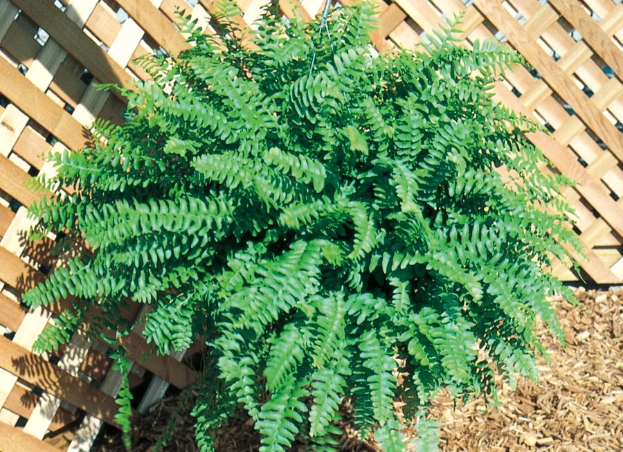  NURSERY Boston Fern