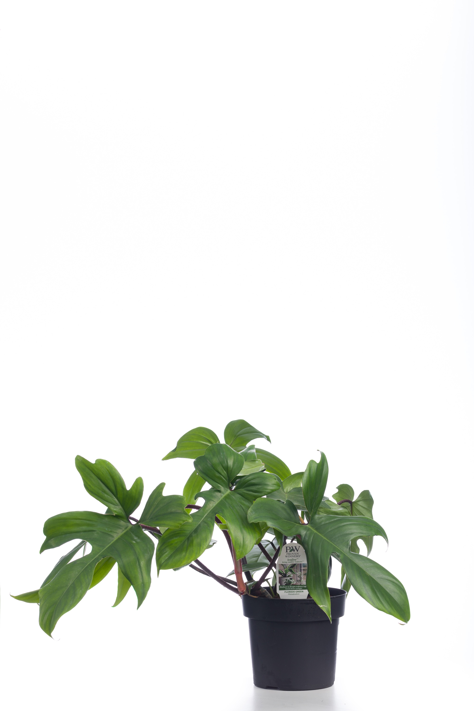 Proven Winners PHDPRL0195107 Prismacolor Florida Green Climbing Philodendron House plant in 7 Inch(es) Pot