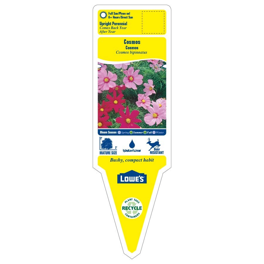 Lowe's NURSERY annuals - View #2