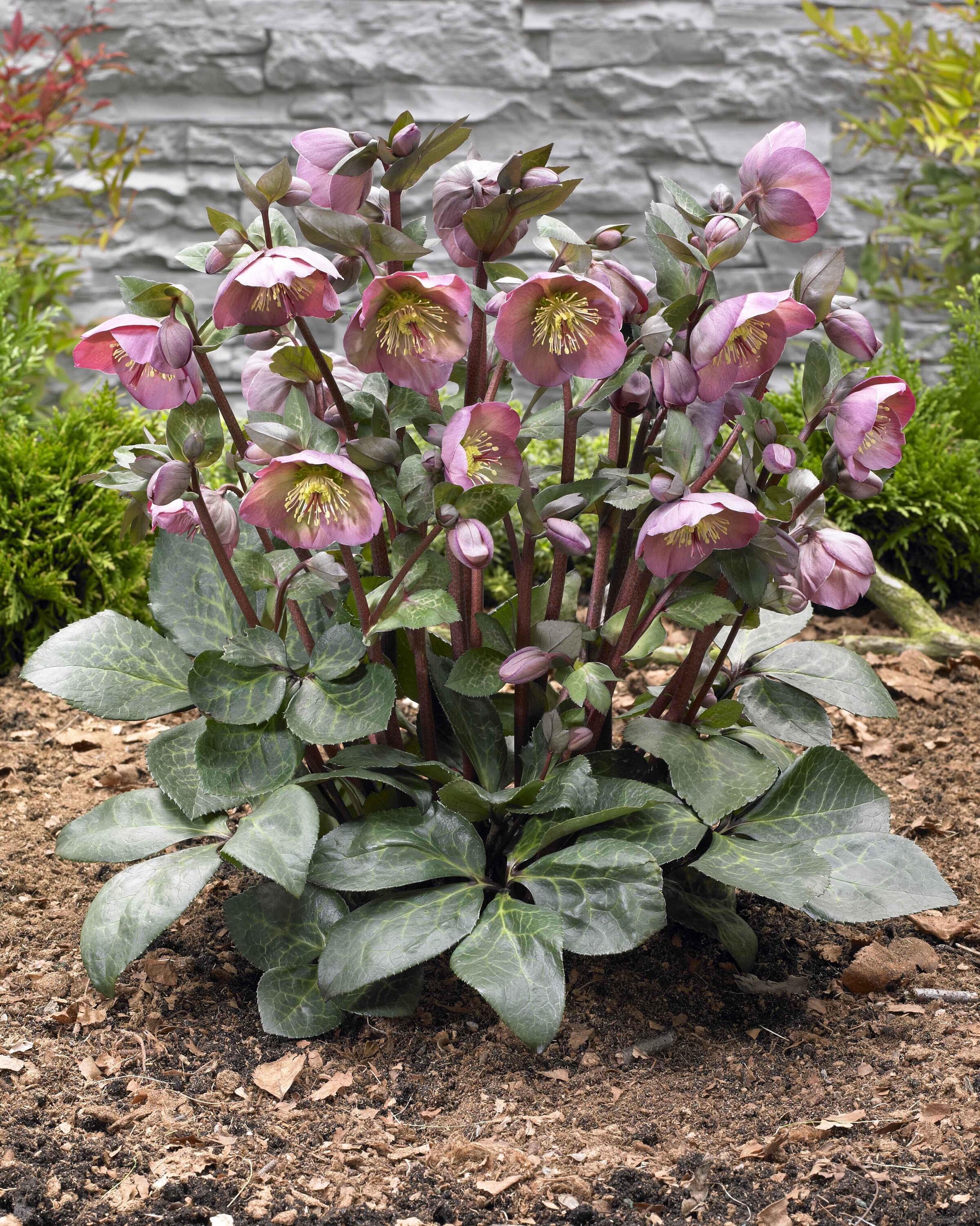  2183 perennials - View #5