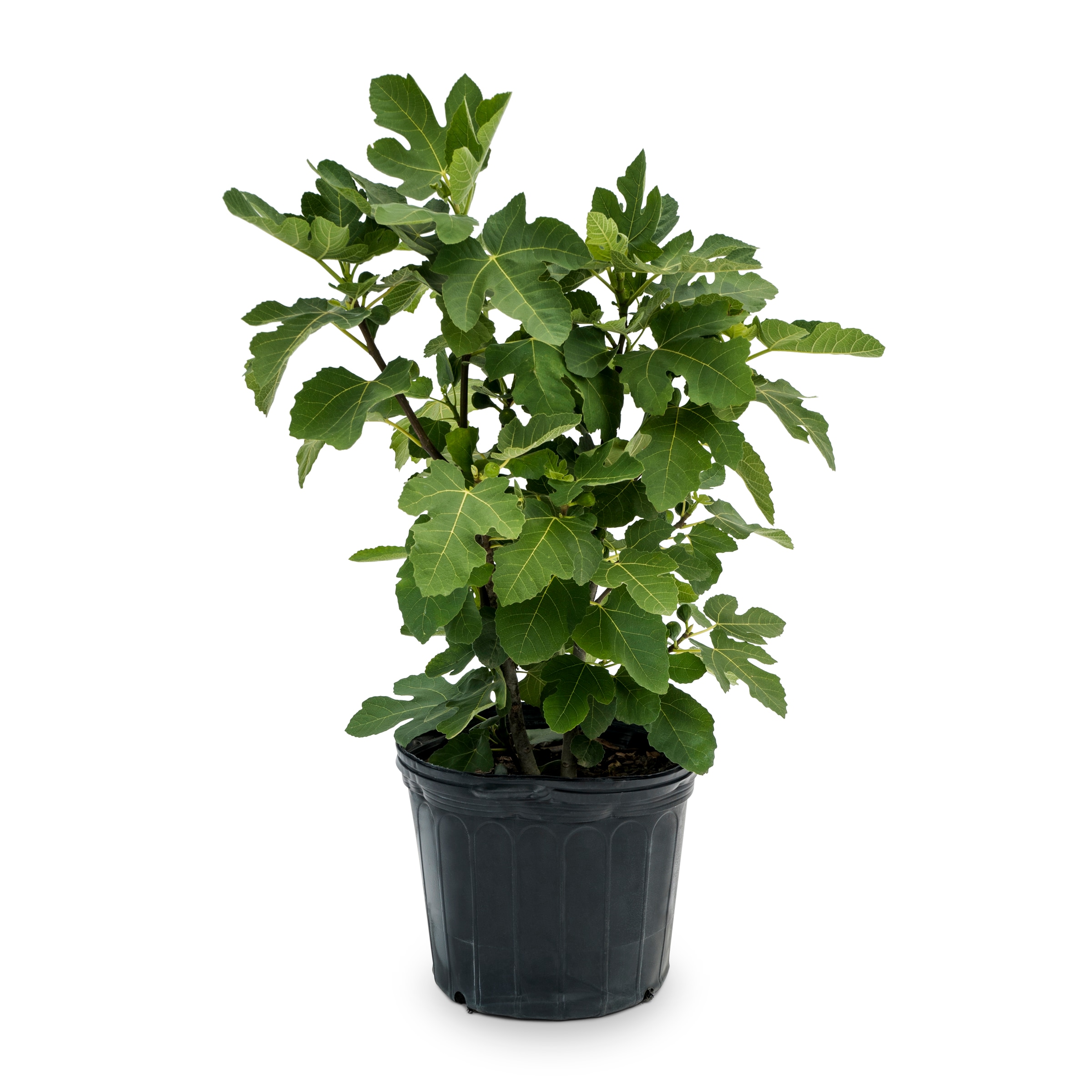 Lowe's NURSERY Fig Shrub