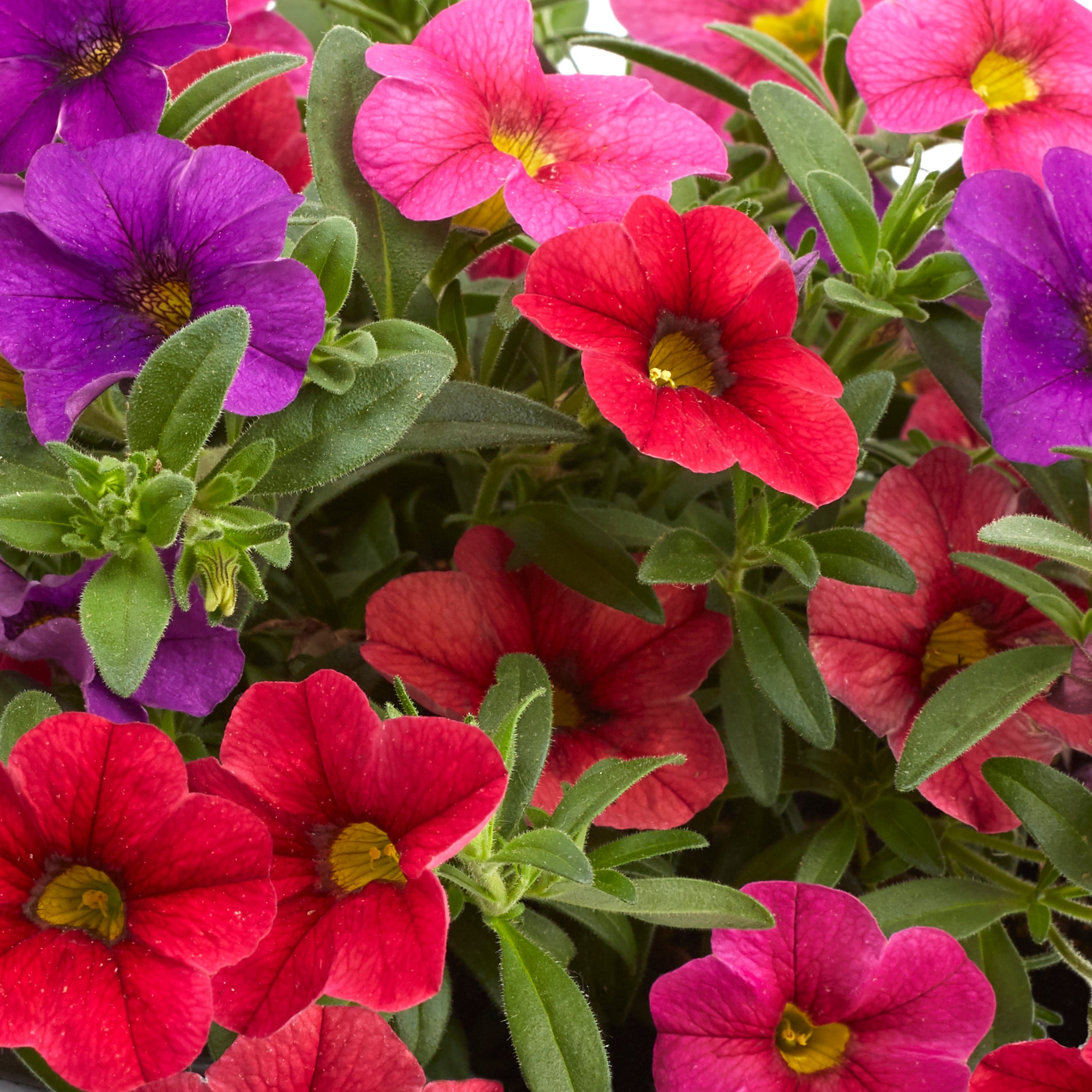 Ready Refill 4125 annuals - View #2