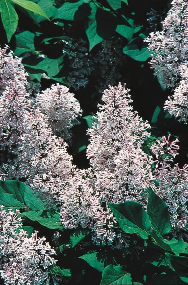  NURSERY Blue Miss Kim Lilac Flowering Shrub in 3-Gallon Pot