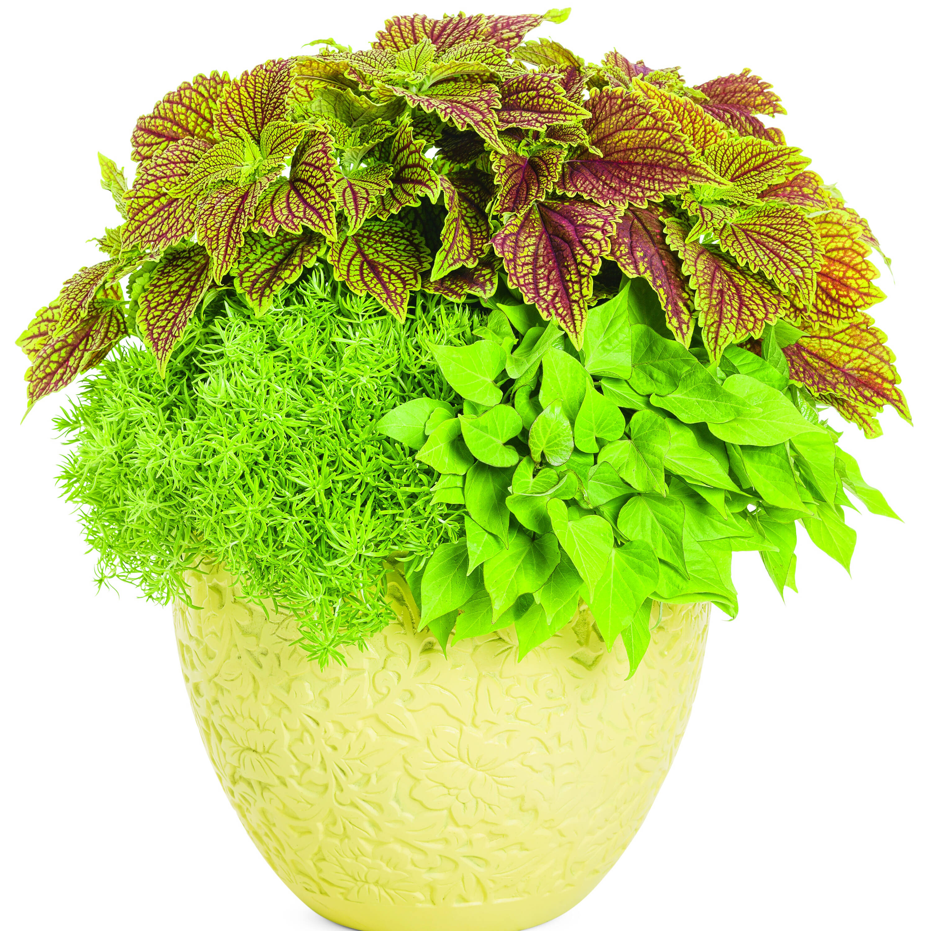 Proven Winners IPOPRW5197504 annuals - View #3