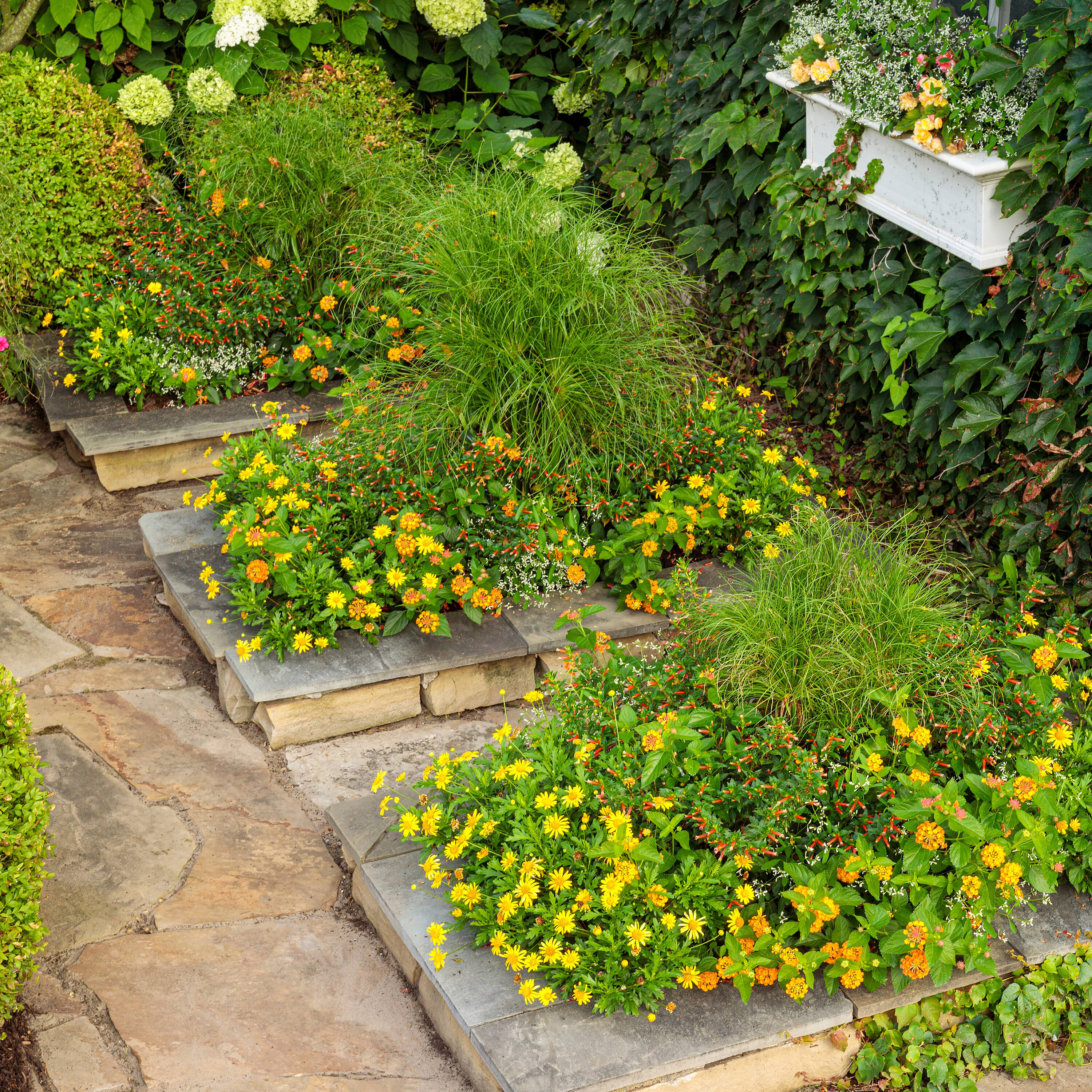 Proven Winners BETPRW2317504 annuals - View #3