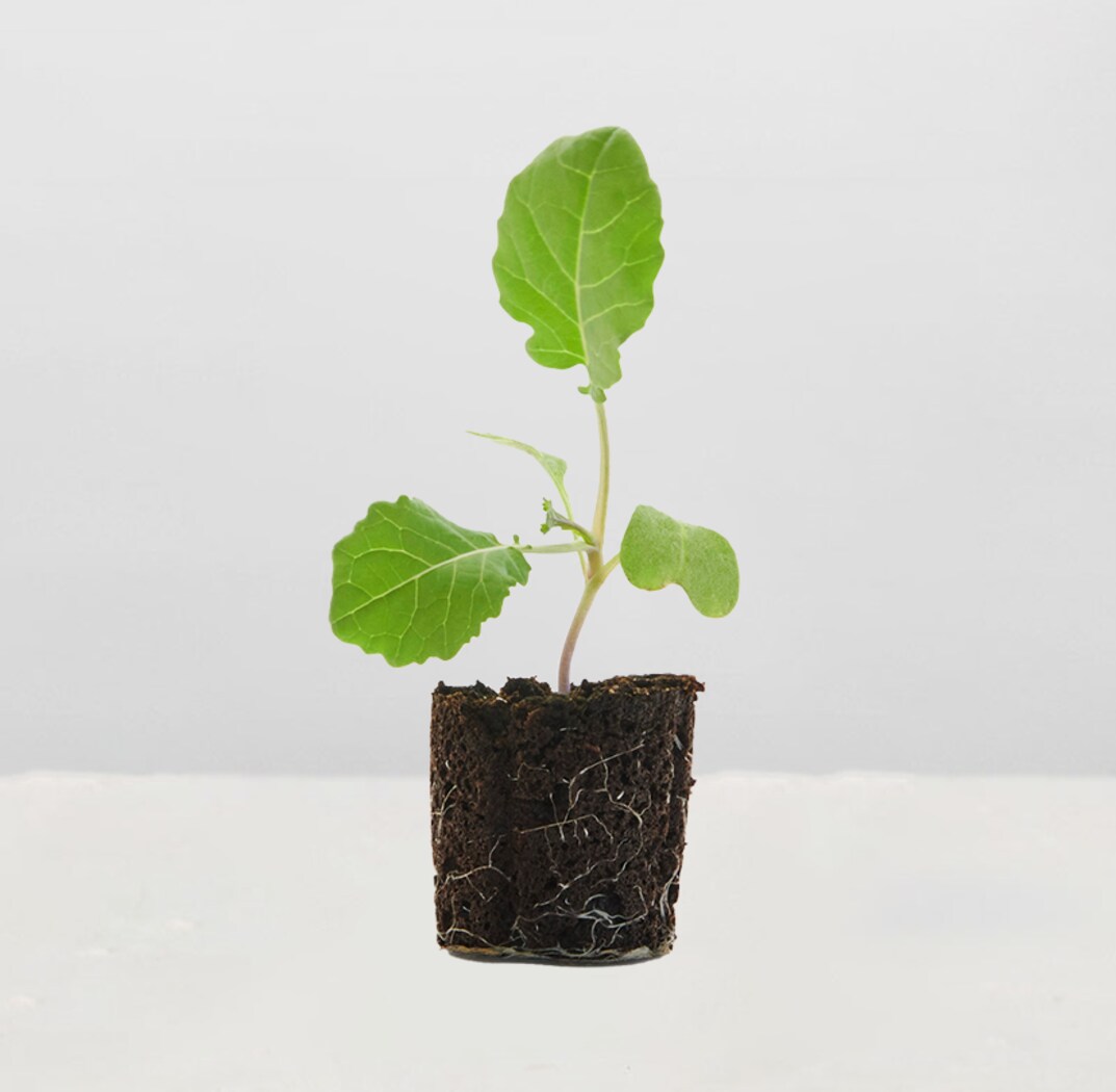 Lettuce Grow SO-SV-6-77666361 Vegetable-Plants - View #2