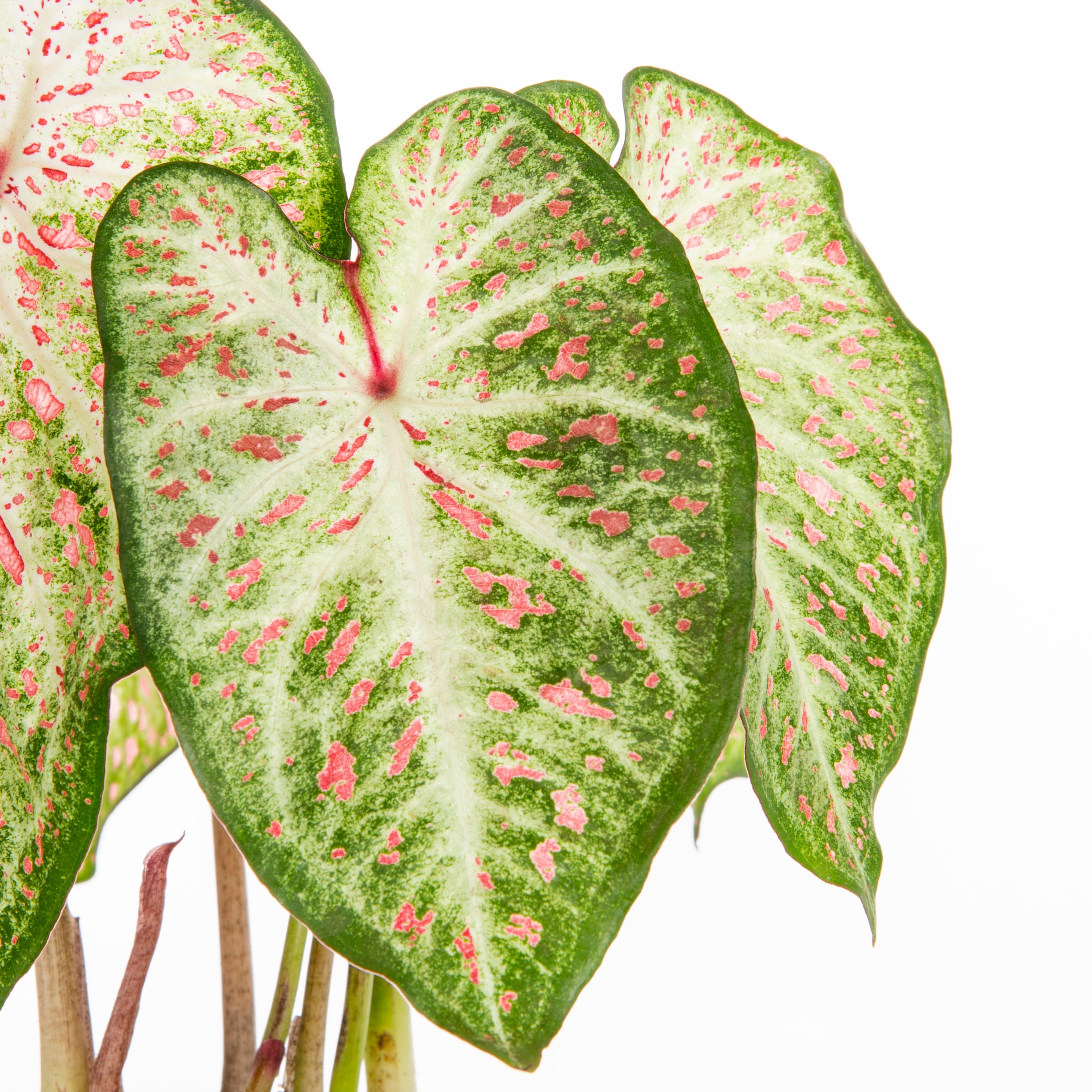 Lowe's Caladium in 1-Quart Planter in the Annuals department at Lowes.com