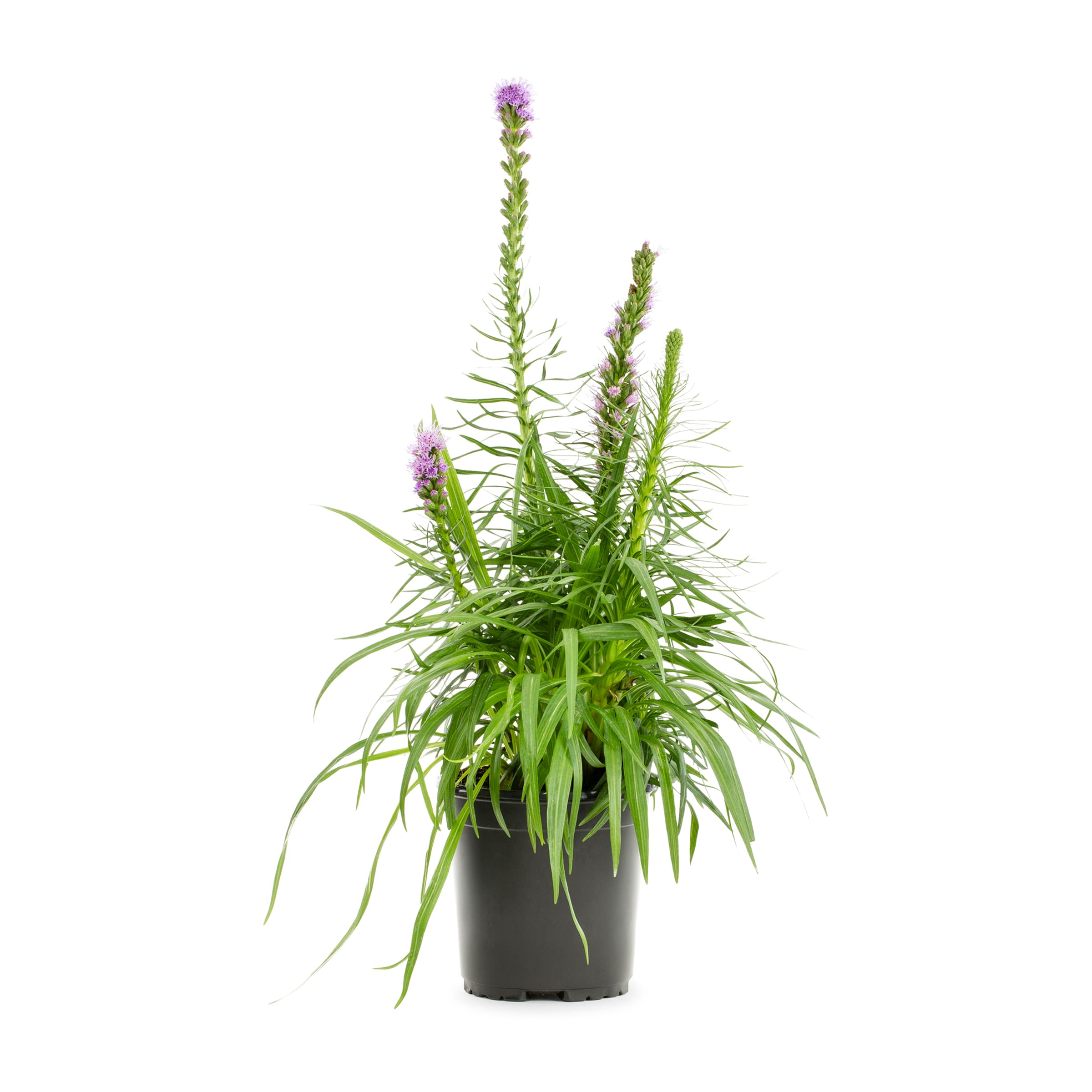 Lowe's NURSERY Purple Gayfeather Plant in 2.50 -Quart Pot 1.0 -Pack