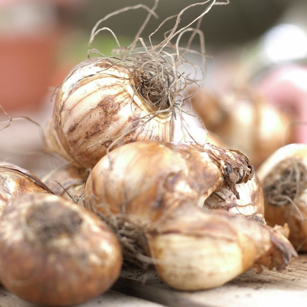 Van Zyverden 87387 Plant-Bulbs - View #2