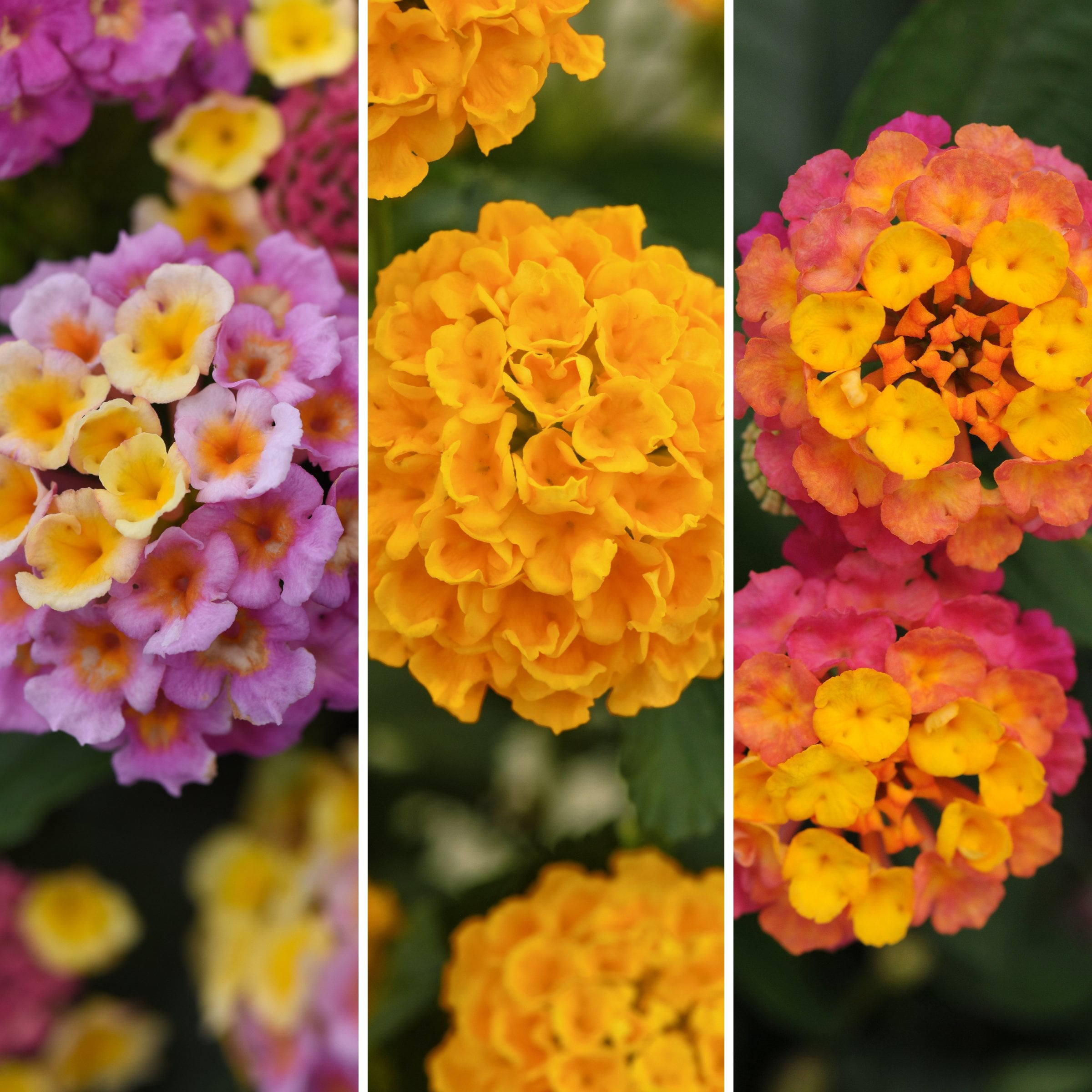 National Plant Network LW2153 Multicolor Lantana 3-n-1 Lucky Charm in 4-in Pot 3-Pack