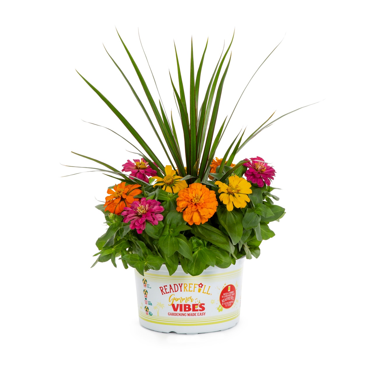 Ready Refill 4919 Multicolor Zinnia in 1.5 Gallon(s) Pot 1 -Pack
