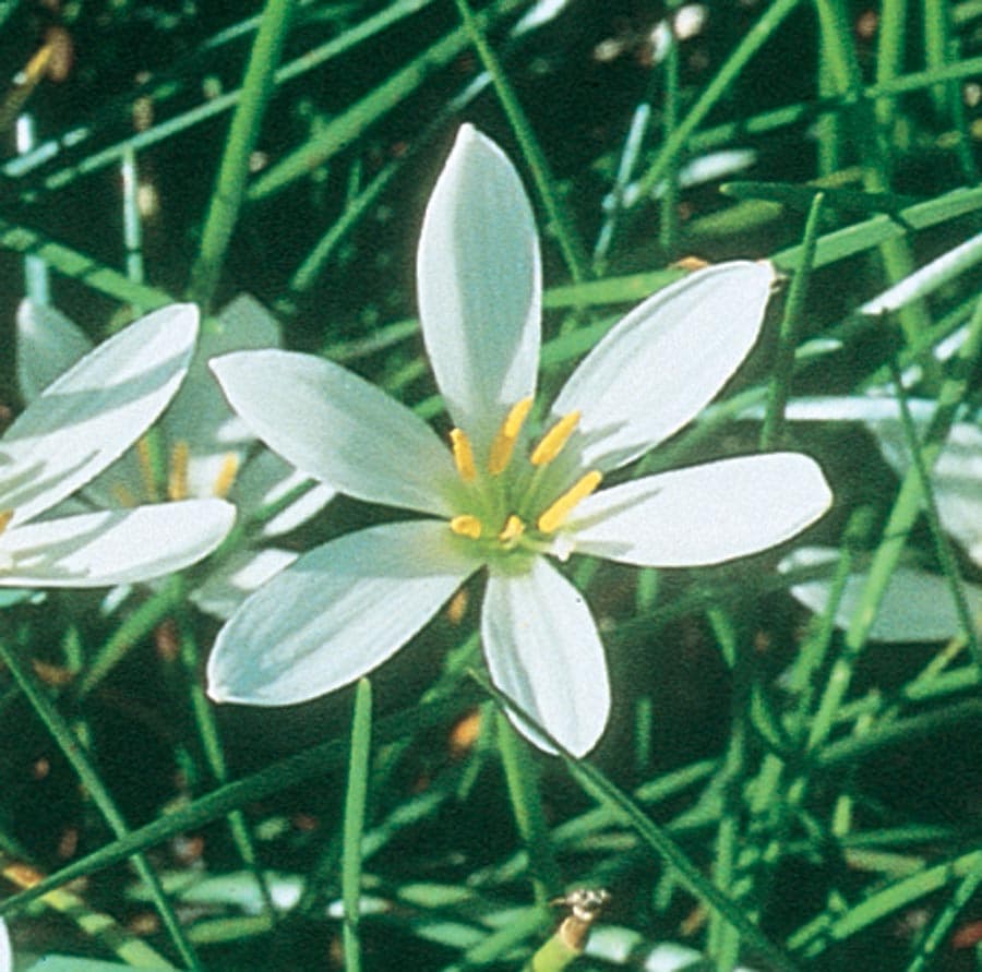  NURSERY White Zephyr Lily Plant in 1.35-Pint