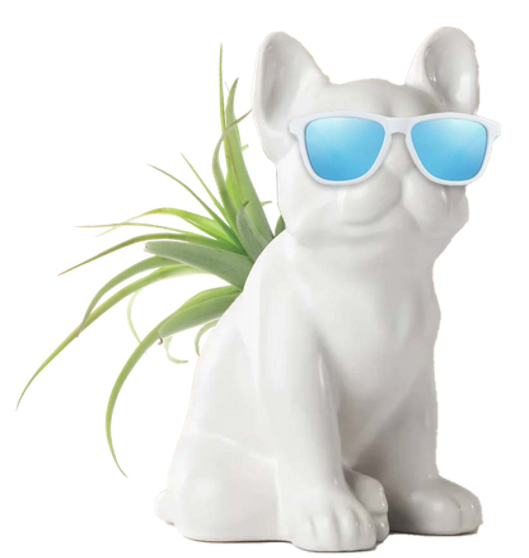 LiveTrends BCT254 PARTY ANIMAL House plant in 1 -Pack Pot 1 -Pack