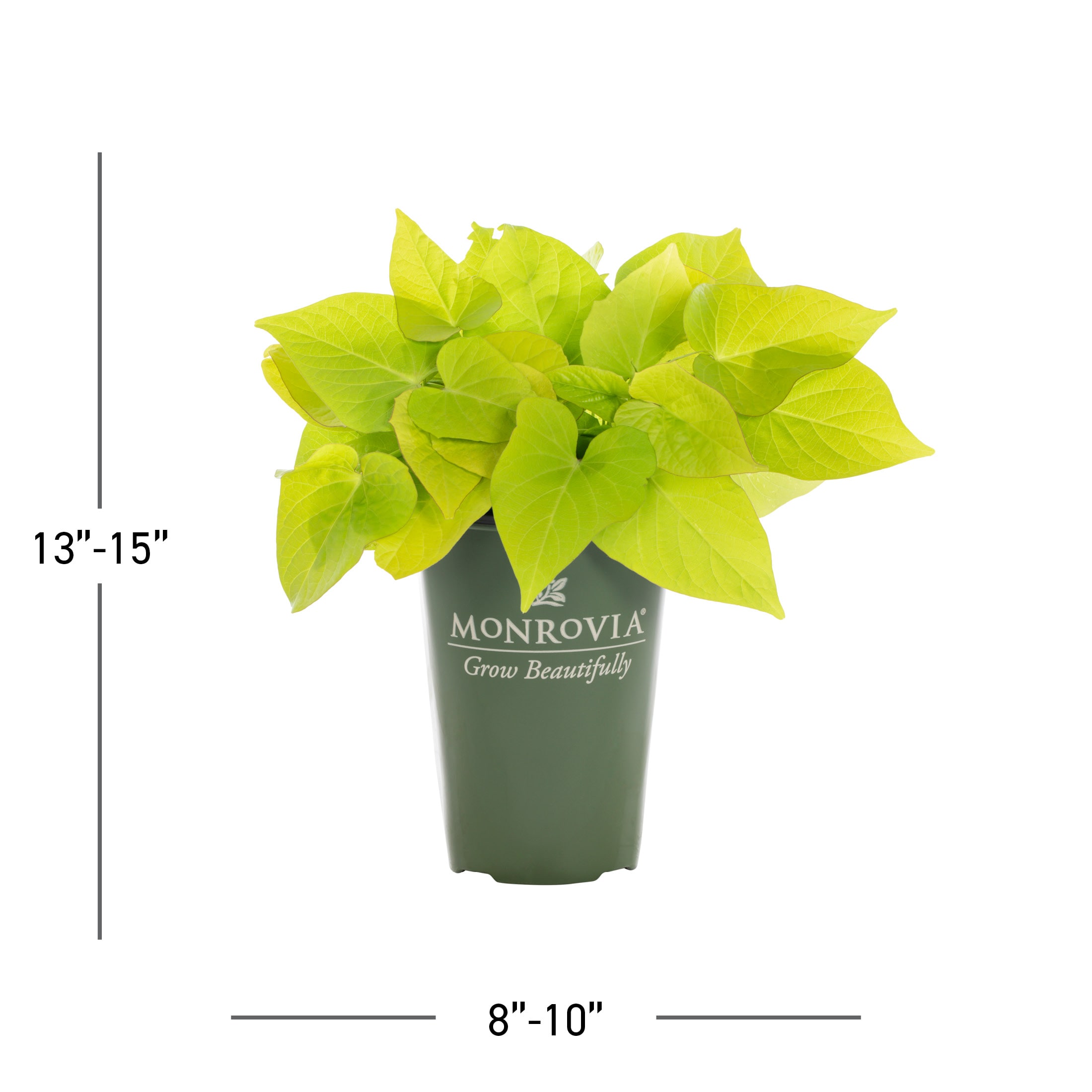 Monrovia 4996 annuals - View #3