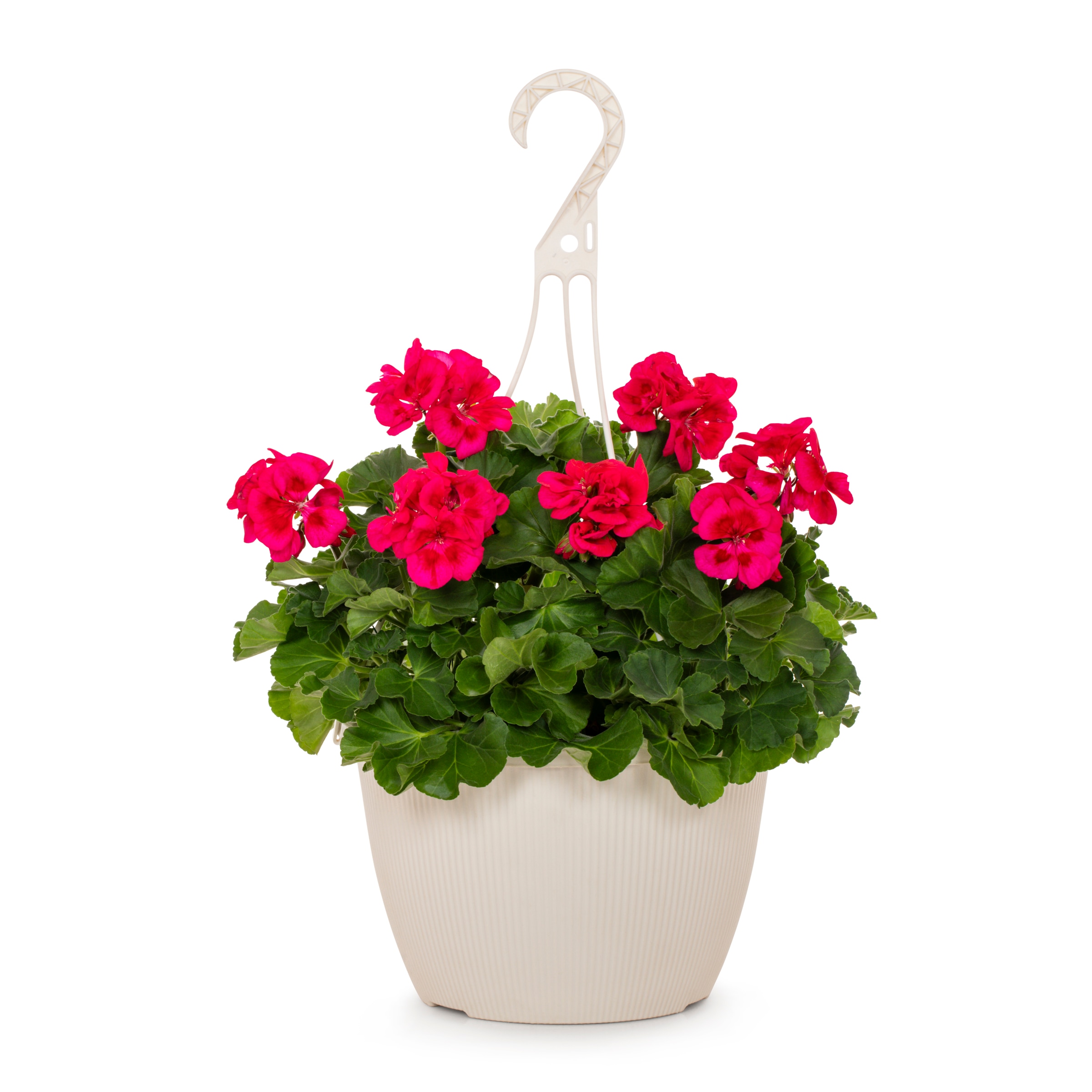 Lowe's NURSERY Multicolor Zonal Geranium in 1.5 Gallon(s) Hanging basket 1 -Pack