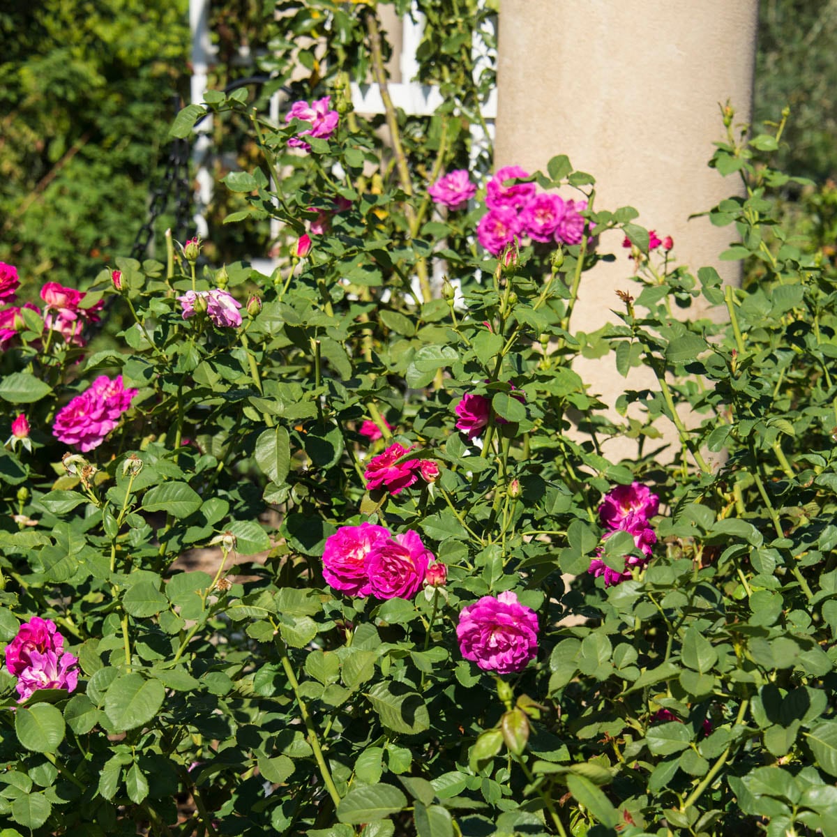 Spring Hill Nurseries 86066 roses - View #3